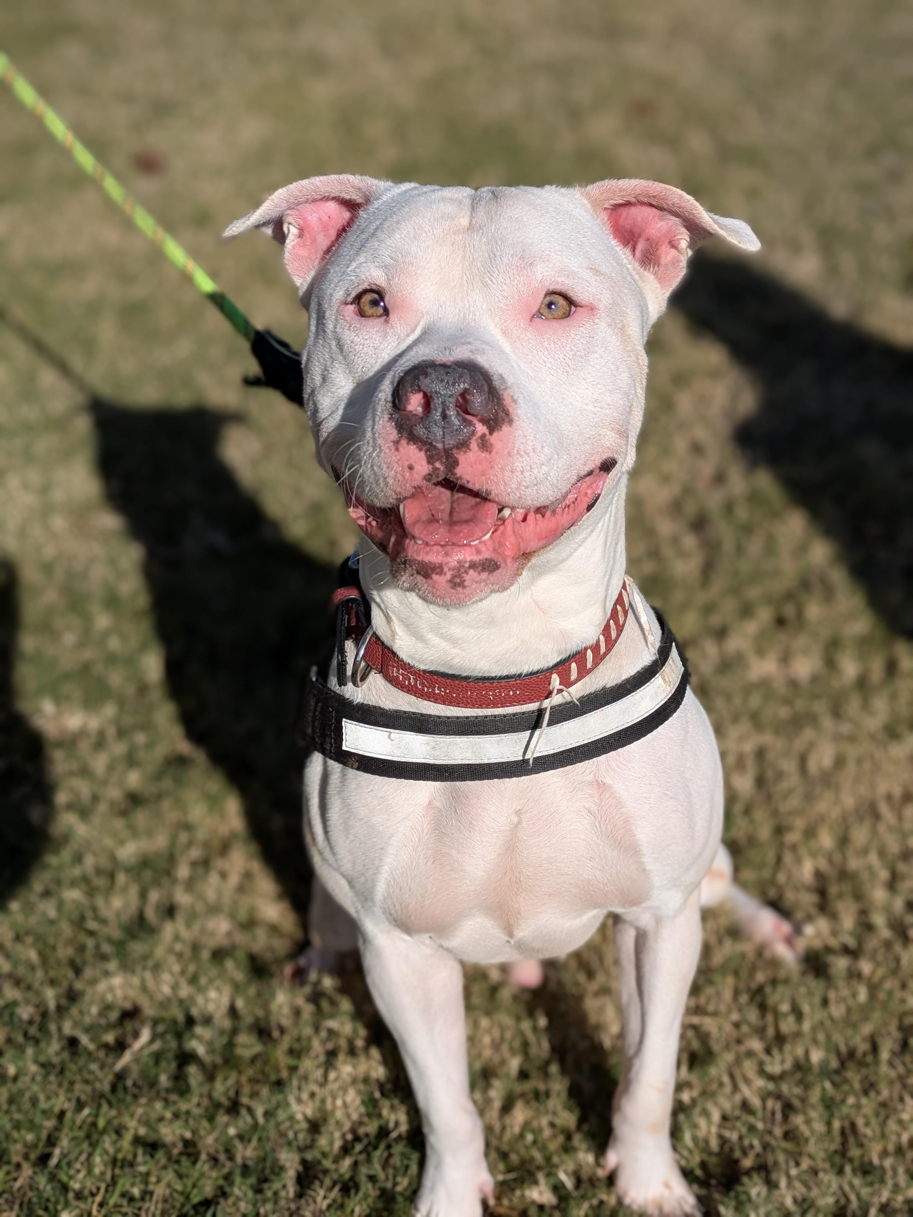 Enlarge Zero, a Adoptable Mixed Breed in Huntsville, AL image 6/6