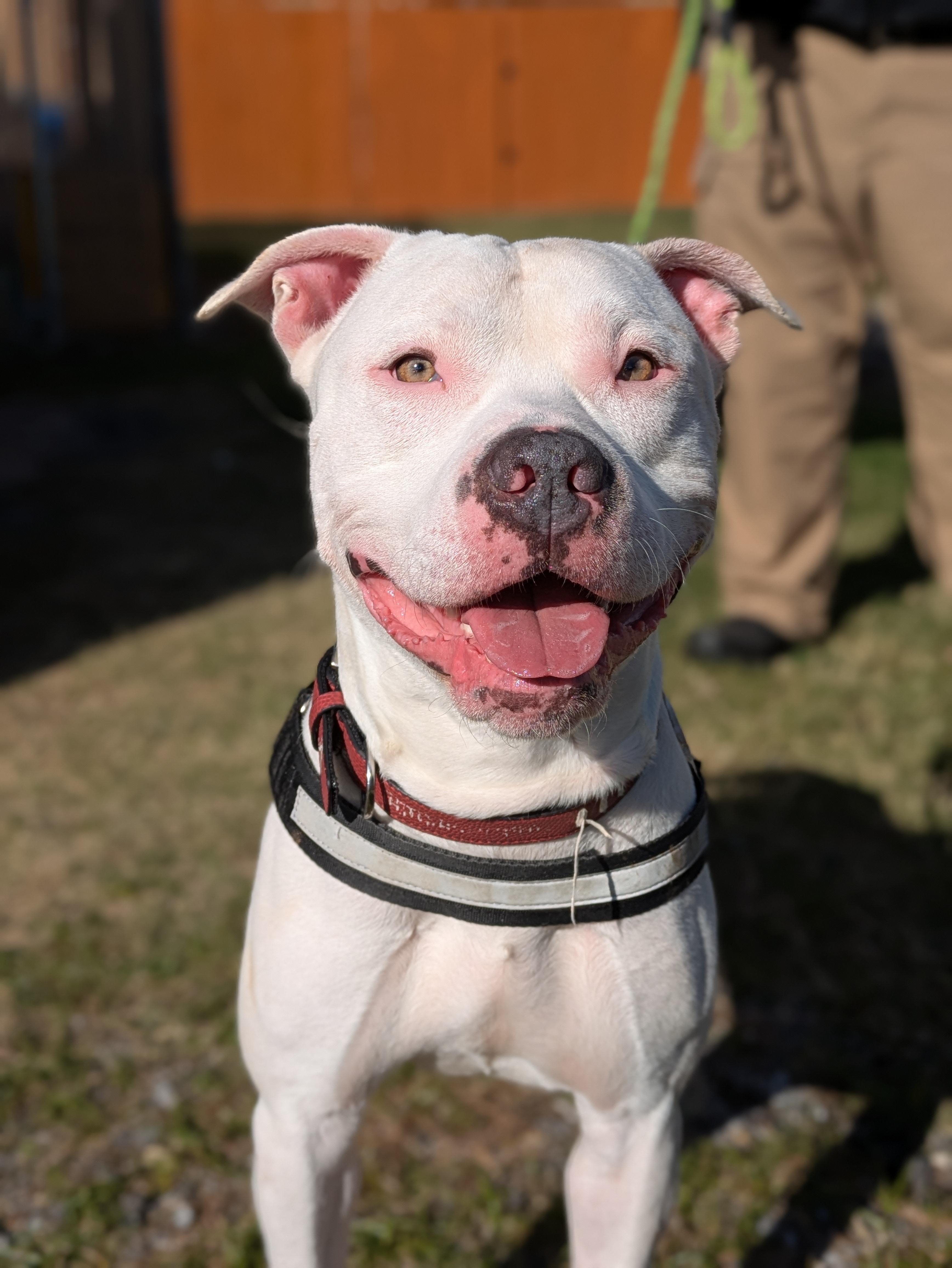 Zero, Adoptable, Adult Male Mixed Breed.