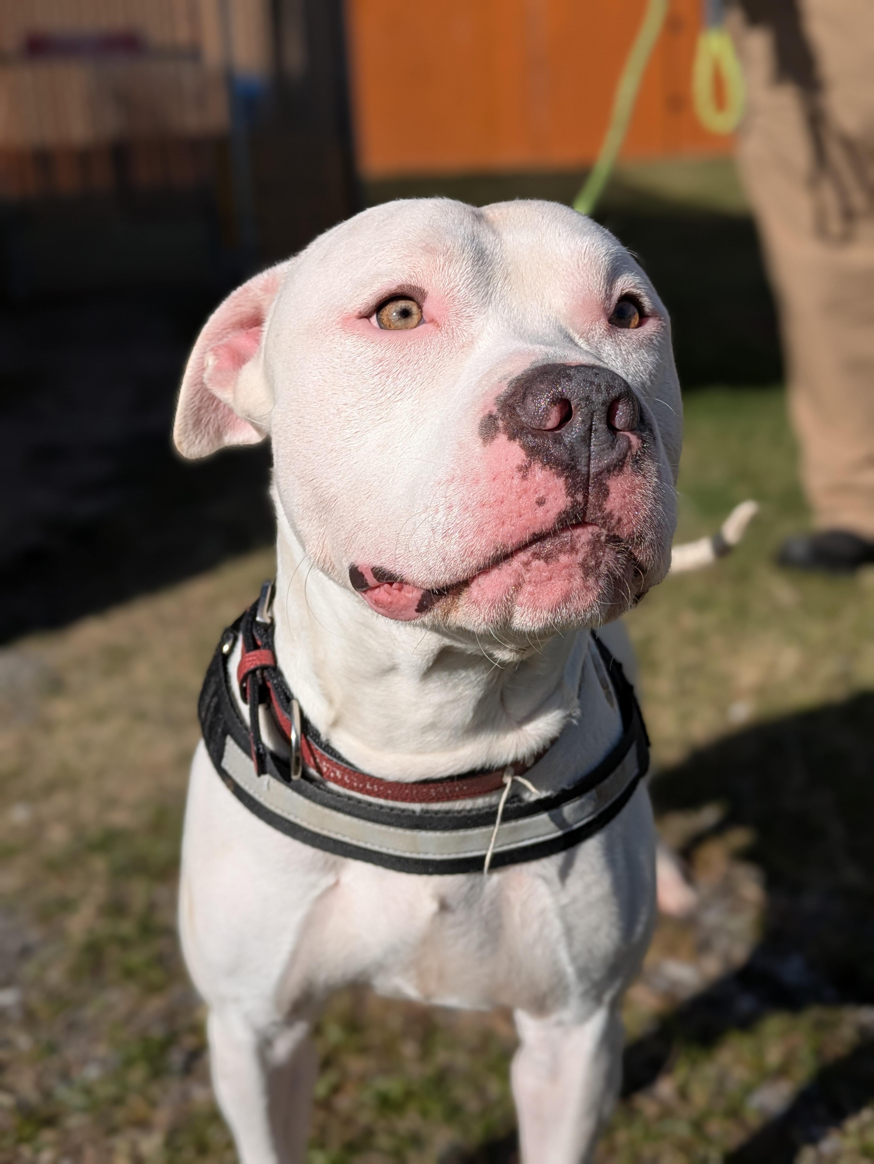 Enlarge Zero, a Adoptable Mixed Breed in Huntsville, AL image 4/6
