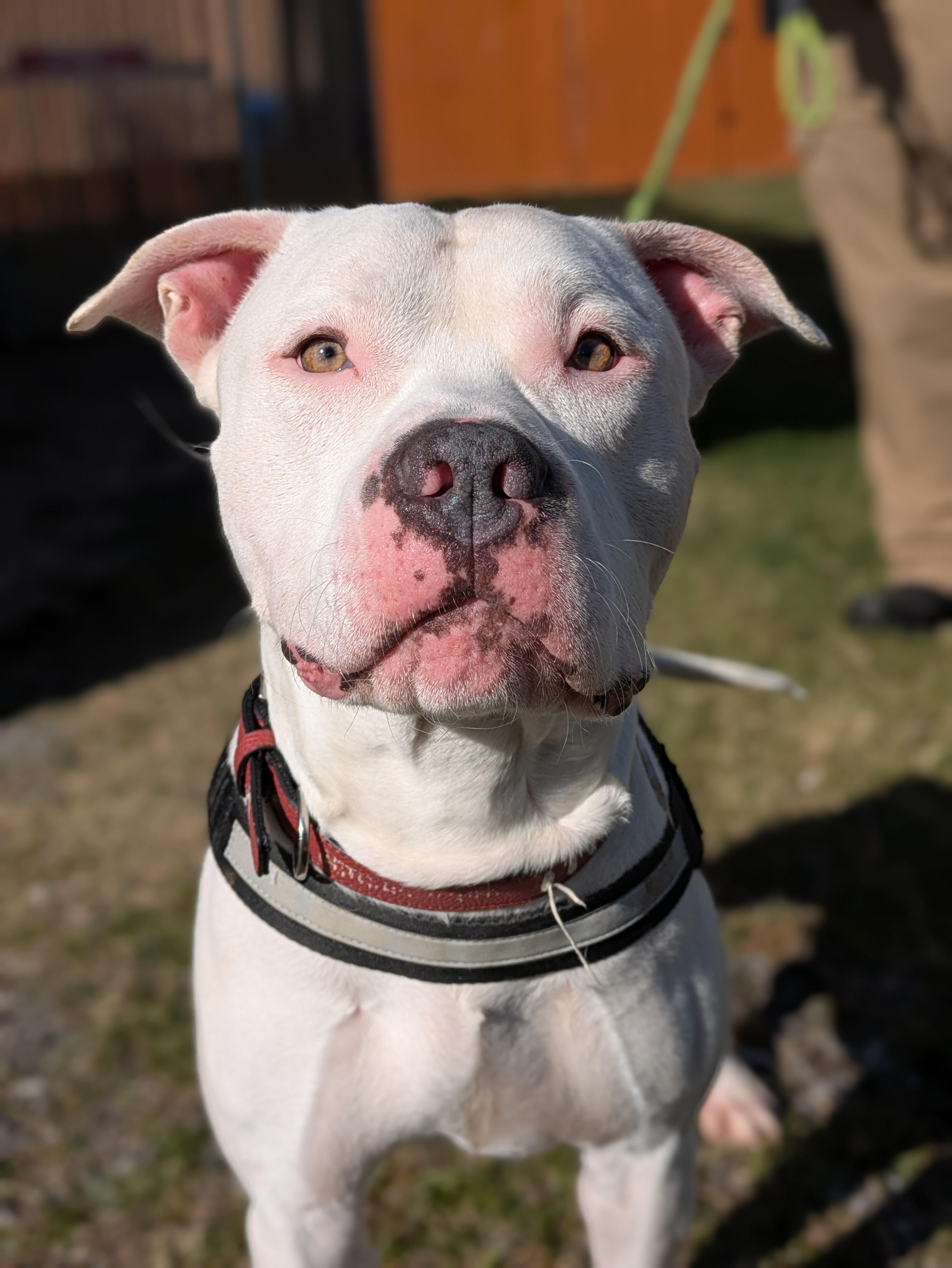 Enlarge Zero, a Adoptable Mixed Breed in Huntsville, AL image 5/6