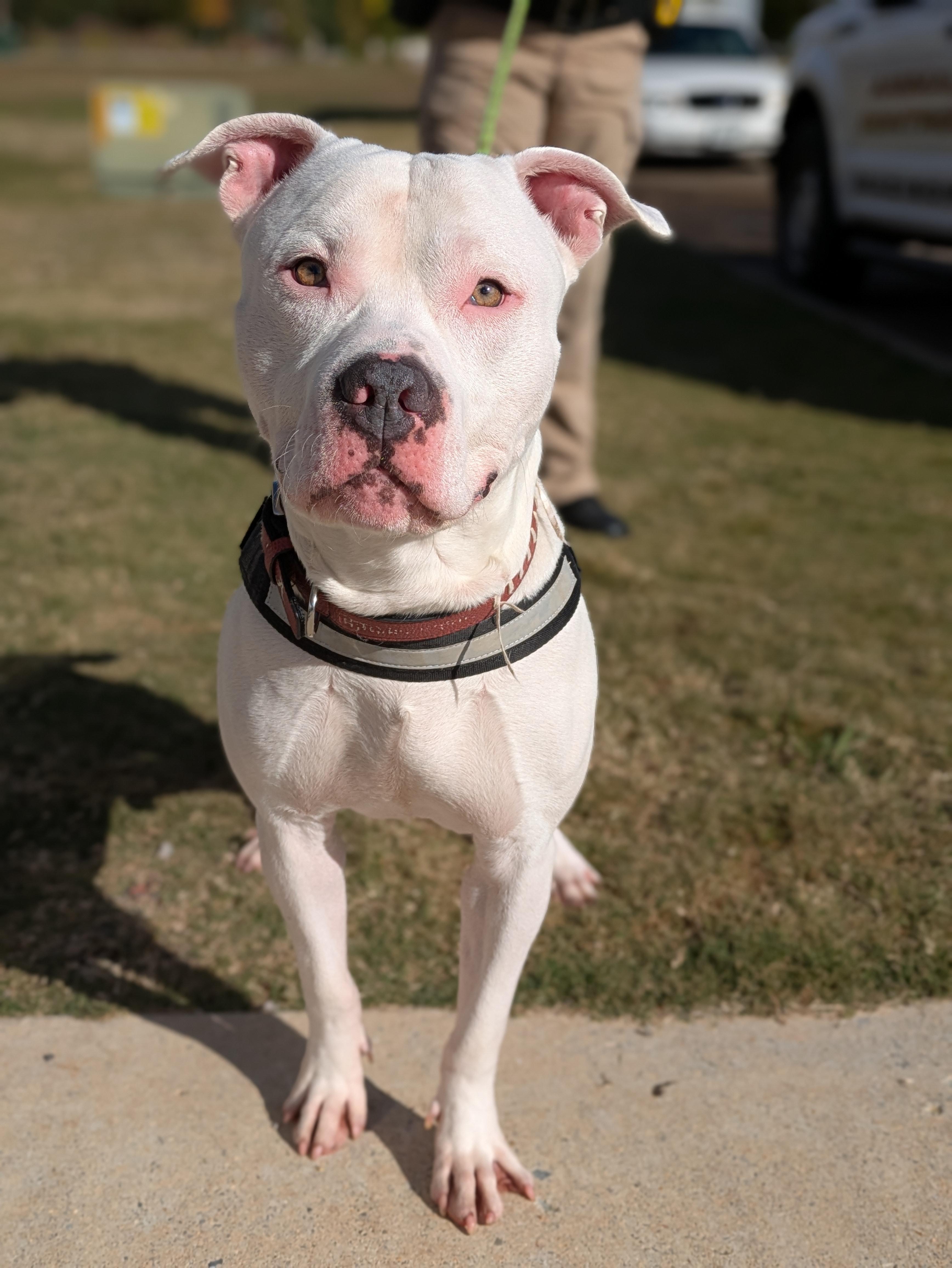 Enlarge Zero, a Adoptable Mixed Breed in Huntsville, AL image 2/6
