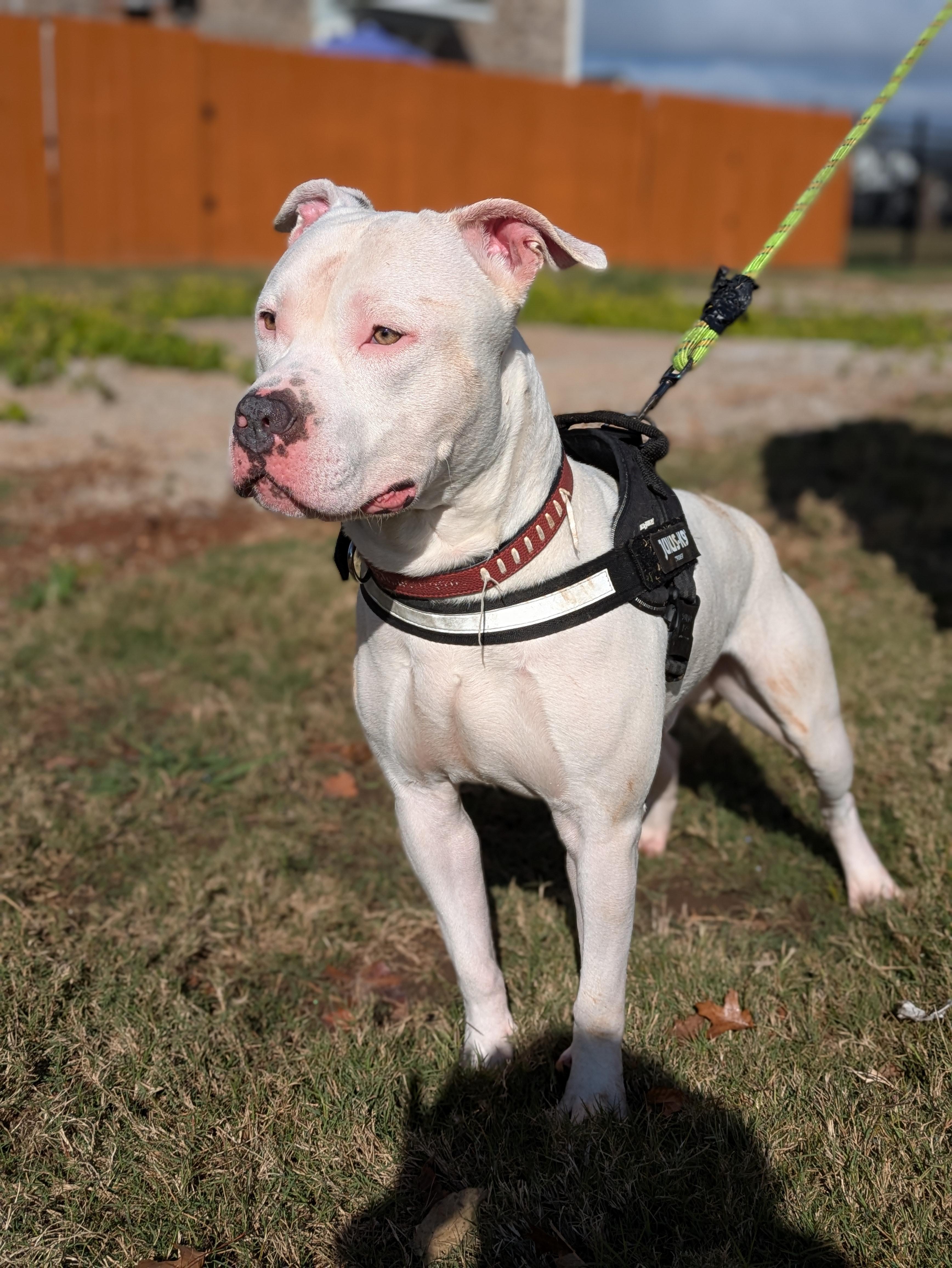 Enlarge Zero, a Adoptable Mixed Breed in Huntsville, AL image 3/6