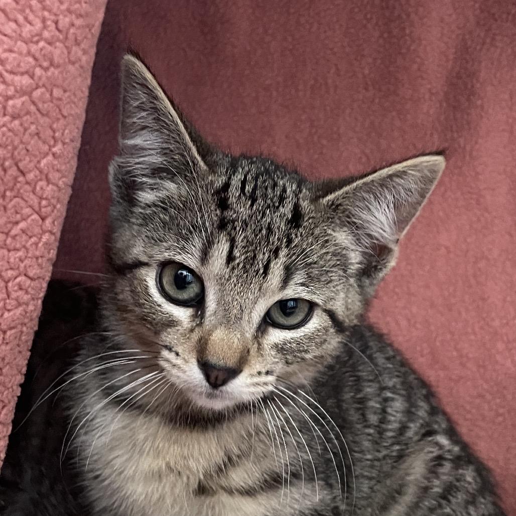 Janitor, Adoptable, Kitten Female Domestic Short Hair.