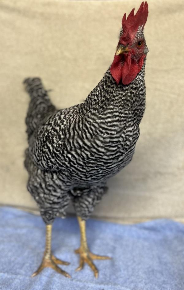 Rusty, a Adoptable mixed breed in Monterey, CA image 1/3