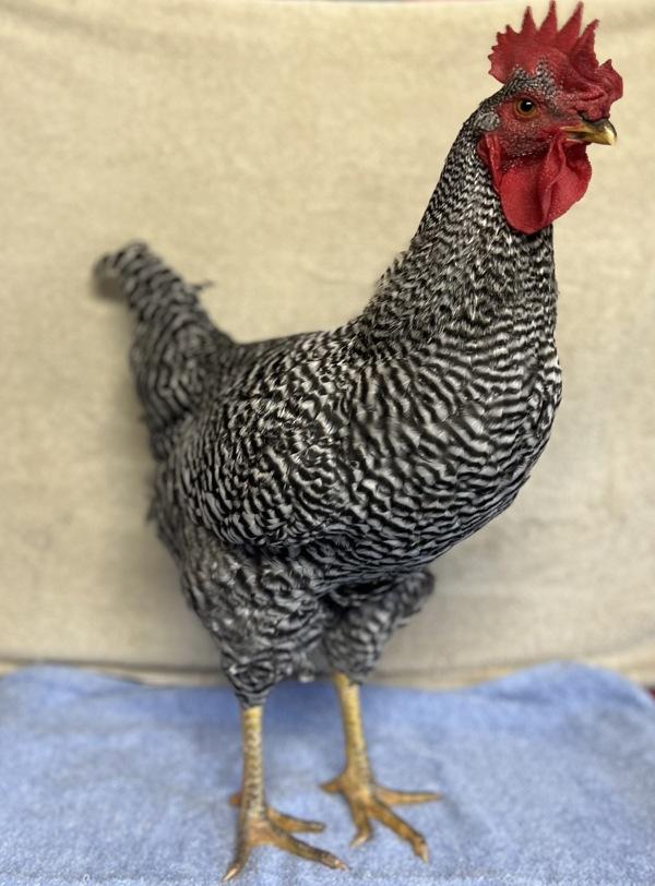 Rusty, a Adoptable mixed breed in Monterey, CA image 3/3