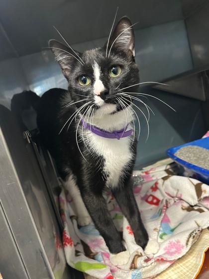 McJinglepants, Adoptable, Adult Male Domestic Short Hair & Domestic Short Hair.