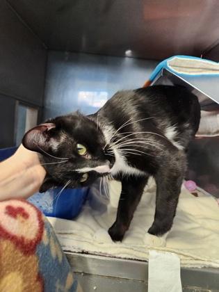 Enlarge McJinglepants, a Adoptable mixed breed in Shawano, WI image 2/3