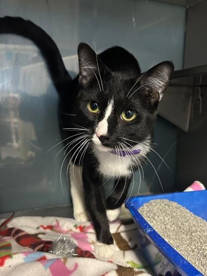 Enlarge McJinglepants, a Adoptable mixed breed in Shawano, WI image 3/3