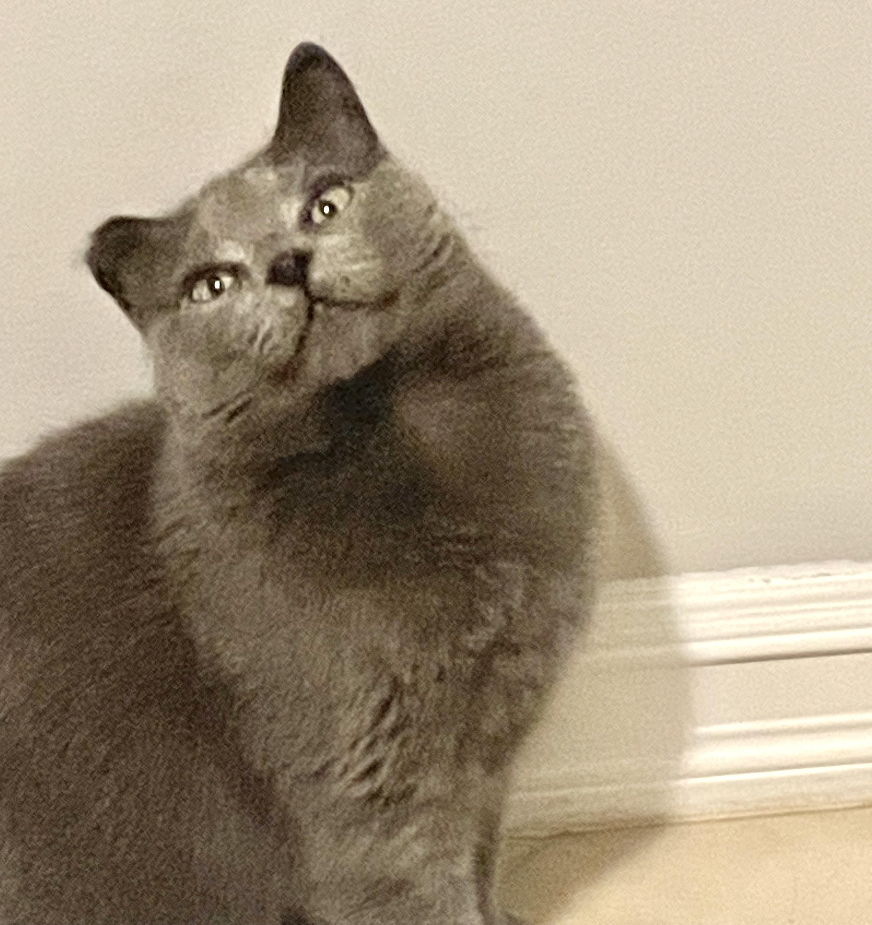 Nova, adoptable, Young Female Russian Blue & Domestic Short Hair.