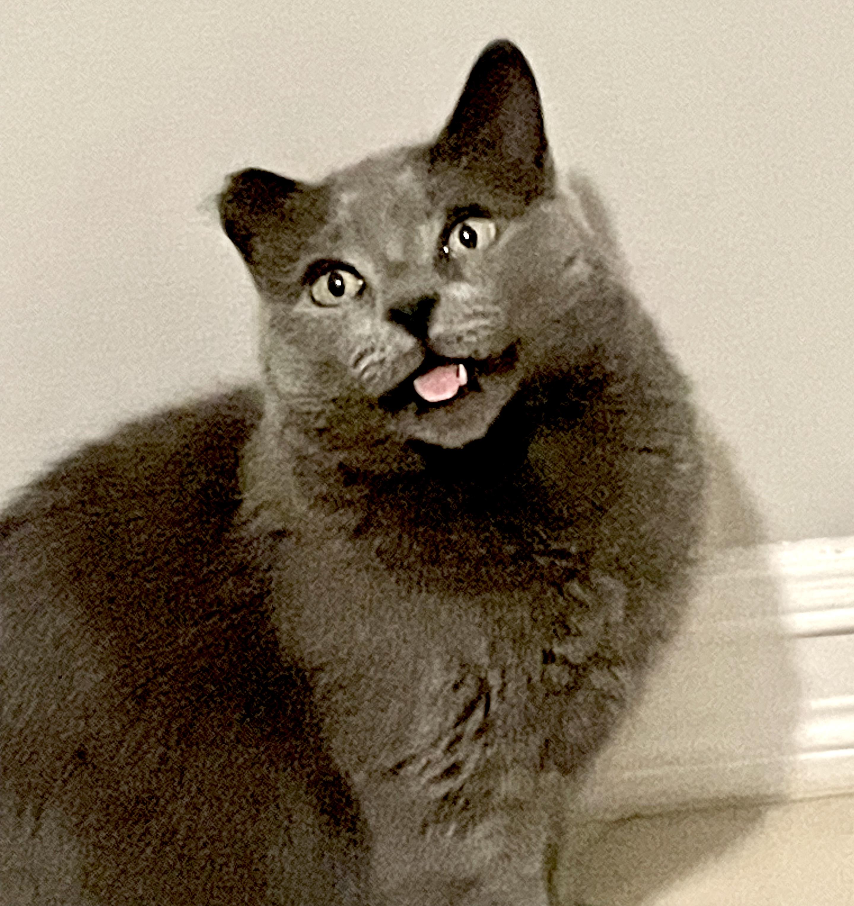 Nova, an adoptable mixed breed in Toronto, ON image 4/4