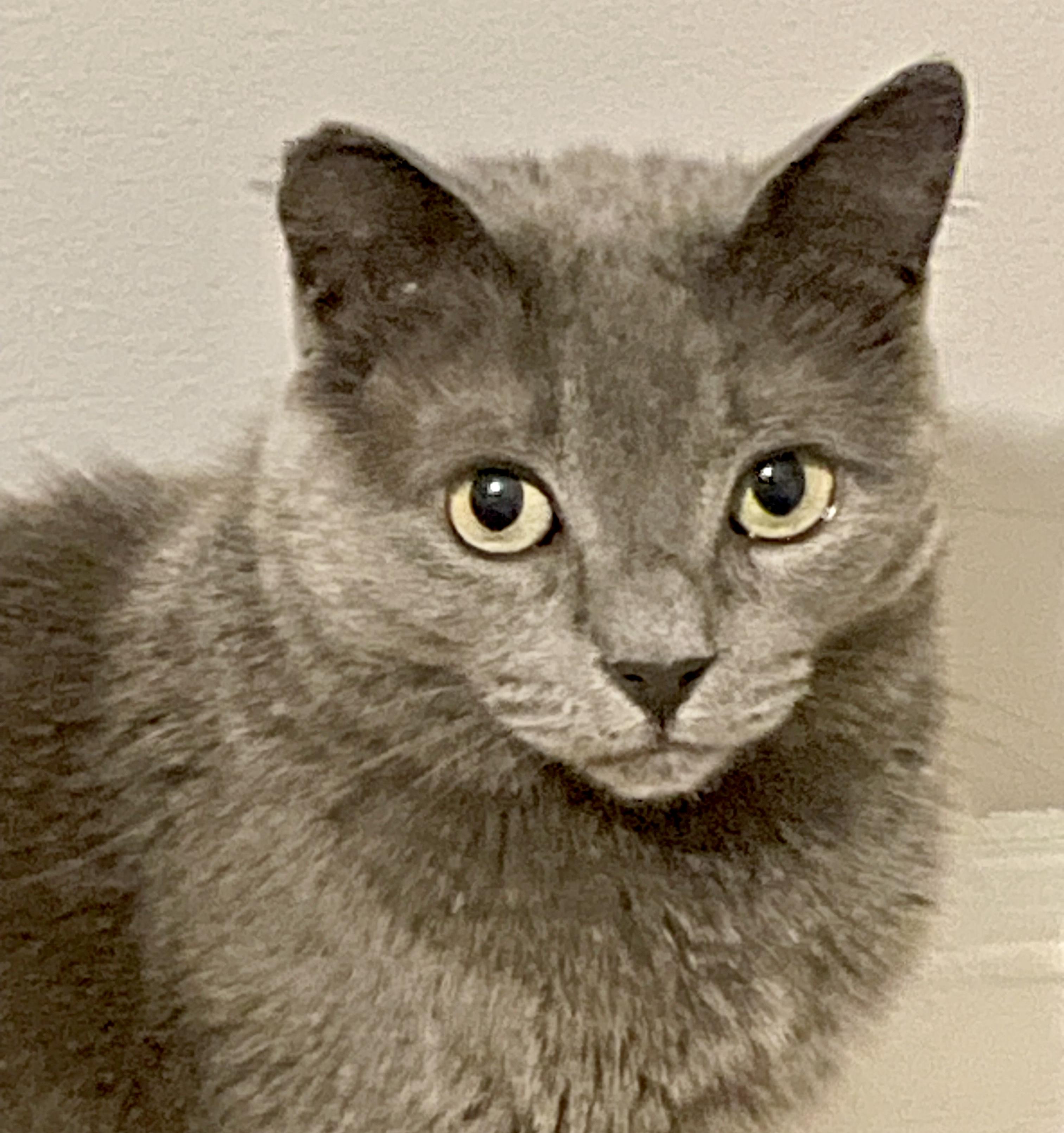 Nova, an adoptable mixed breed in Toronto, ON image 2/4