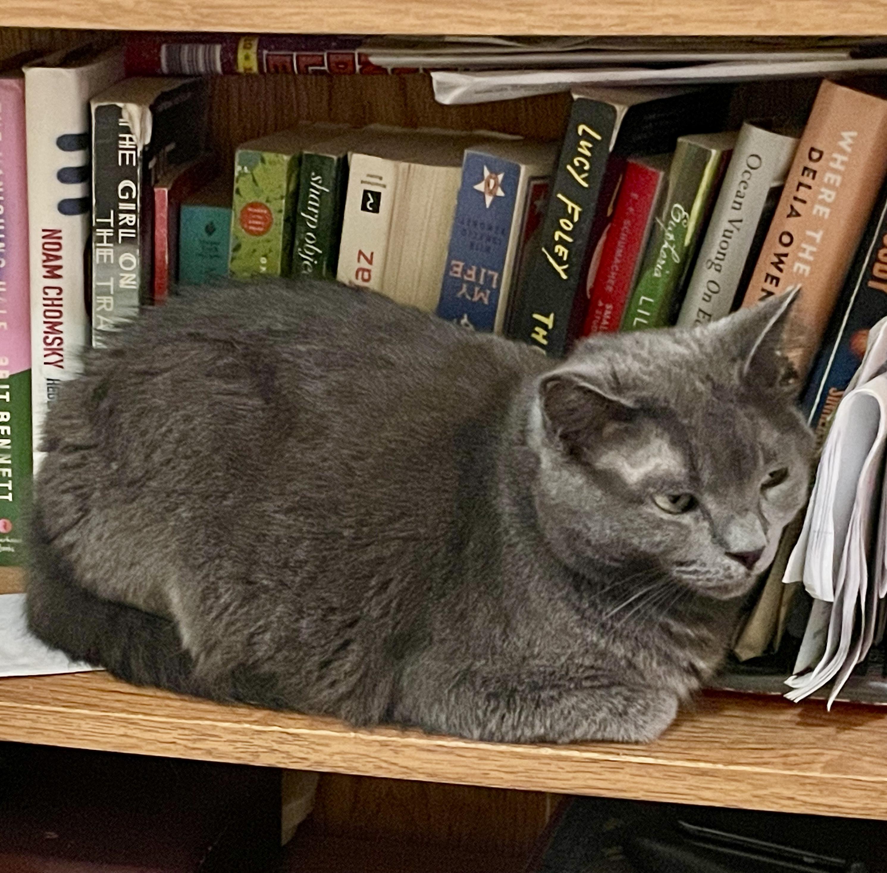 Nova, an adoptable mixed breed in Toronto, ON image 3/4