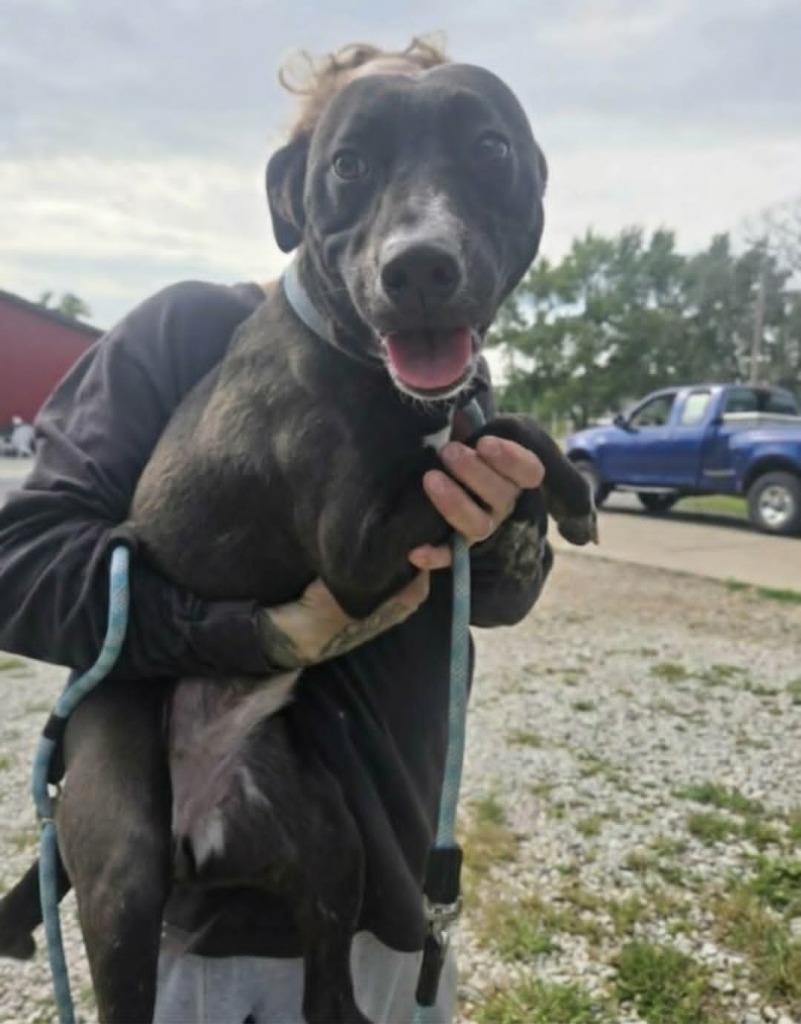 Enlarge Skeeter, a Adoptable Miniature Pinscher in Olney, IL image 1/1