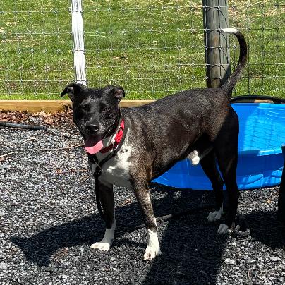 Chapo, Adoptable, Senior Male Catahoula Leopard Dog & Mixed Breed.