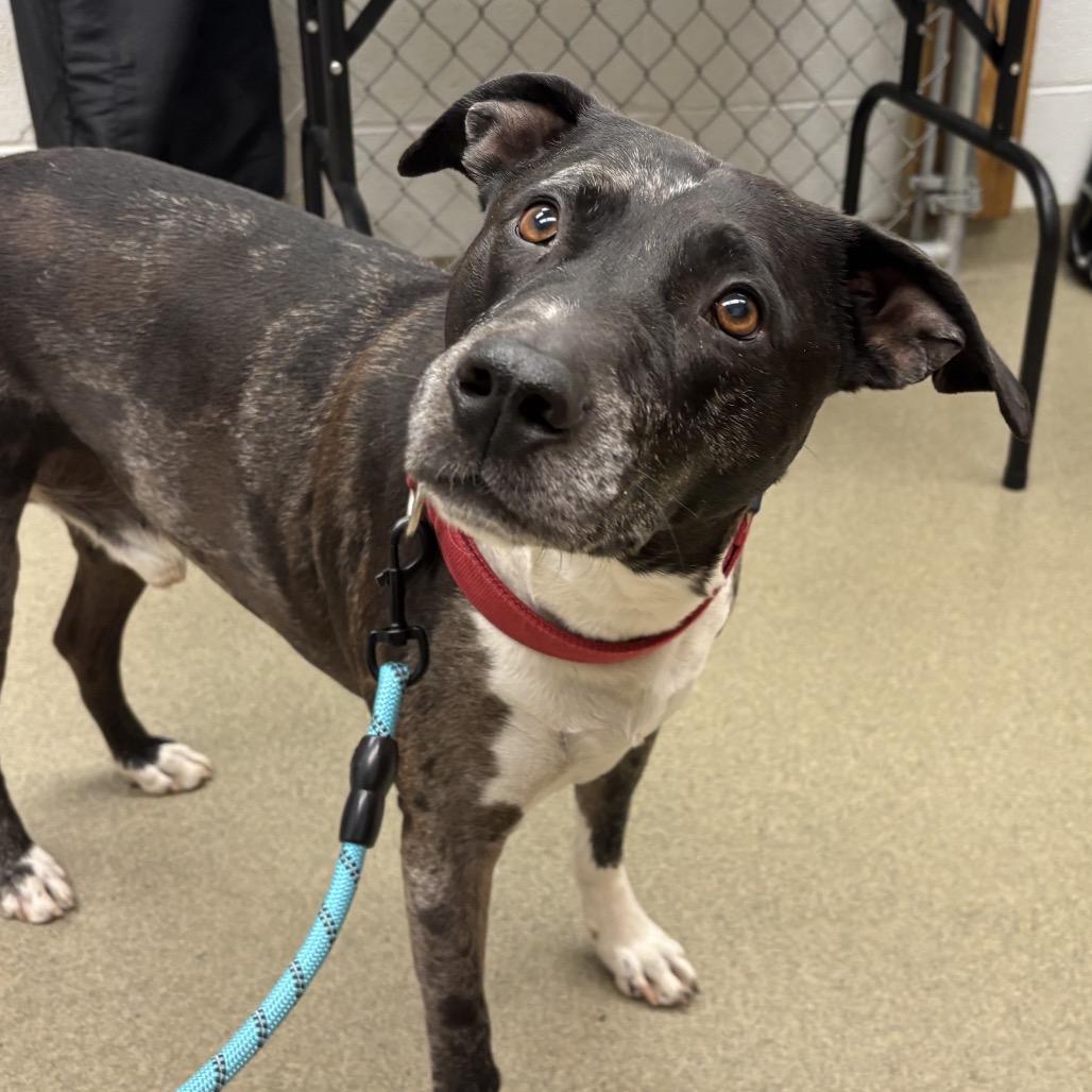 Enlarge Chapo, a Adoptable mixed breed in Birdsboro, PA image 2/3