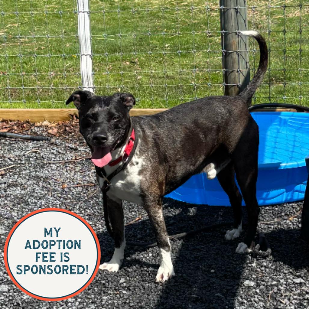 Enlarge Chapo, a Adoptable mixed breed in Birdsboro, PA image 3/3