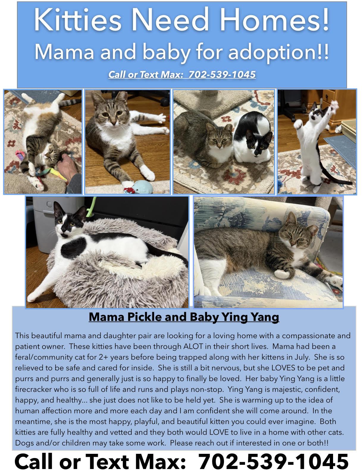 Enlarge Mama Pickle and Baby Yin Yang, a Adoptable Domestic Short Hair in Fairfax, VA image 6/6