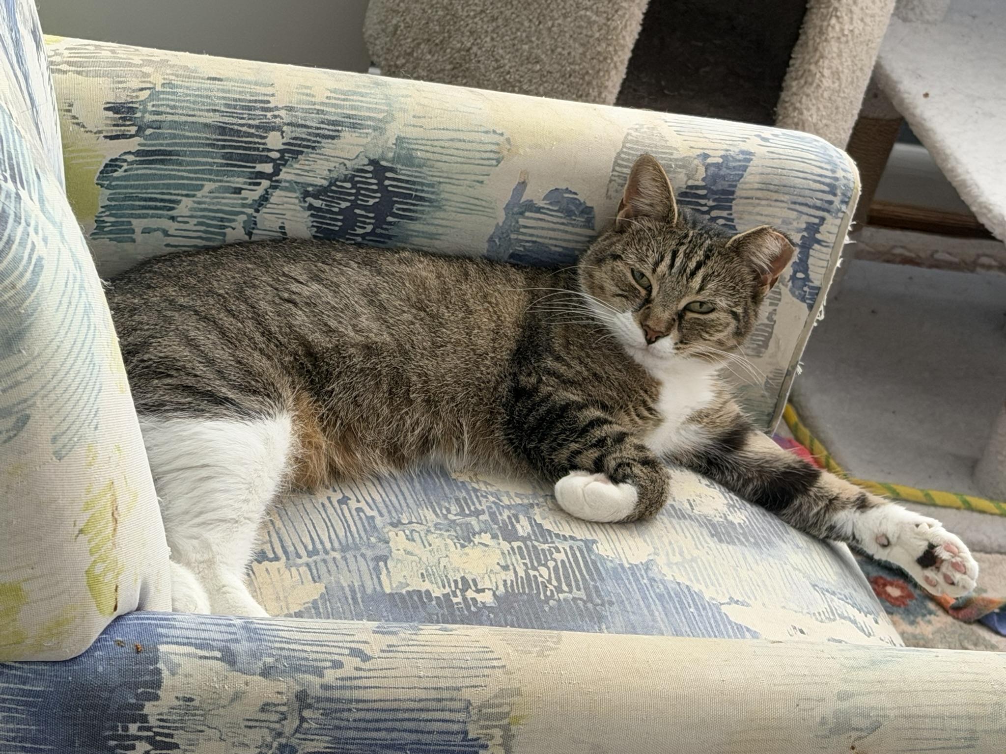 Enlarge Mama Pickle and Baby Yin Yang, a Adoptable Domestic Short Hair in Fairfax, VA image 3/6