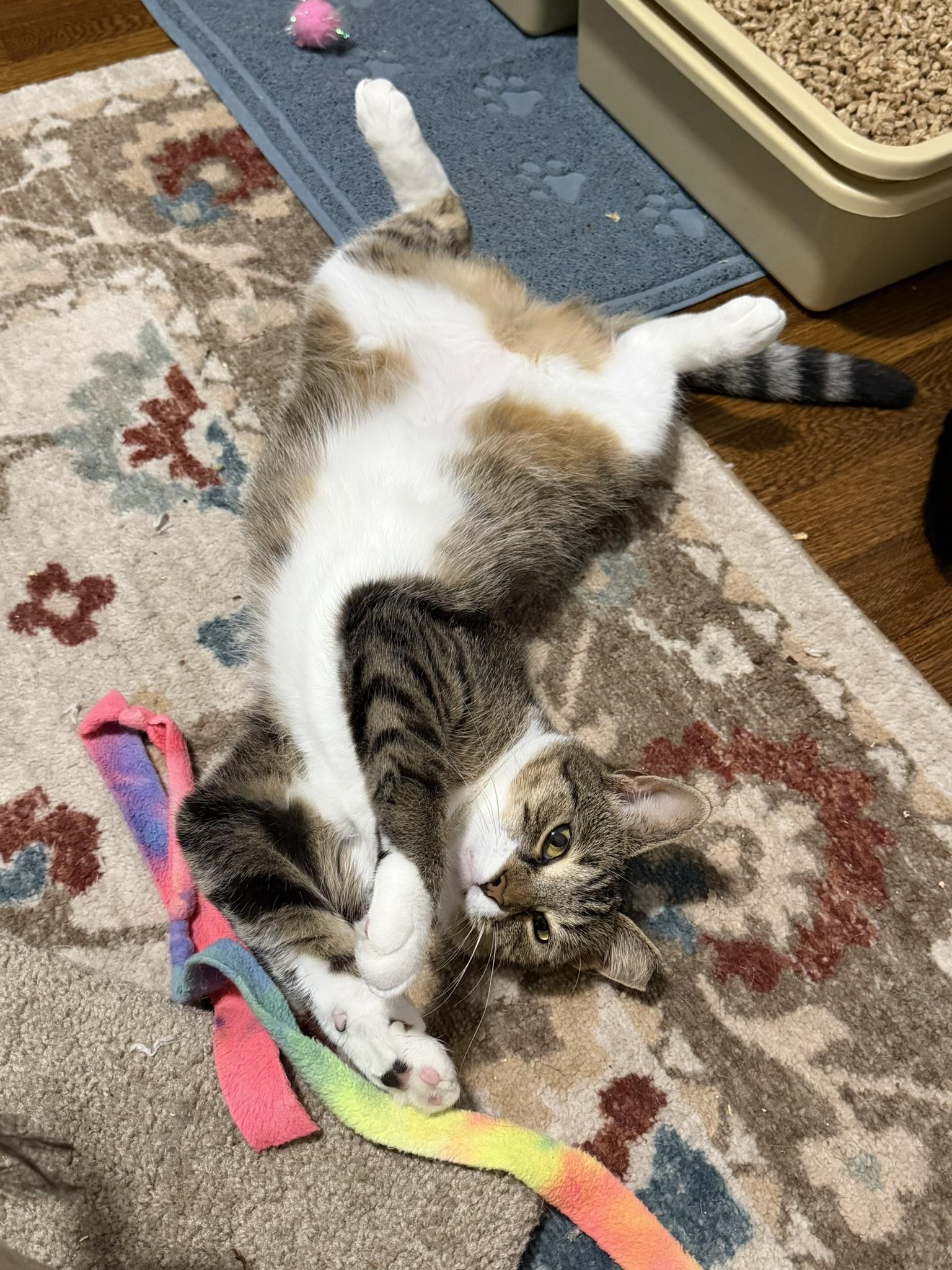 Enlarge Mama Pickle and Baby Yin Yang, a Adoptable Domestic Short Hair in Fairfax, VA image 2/6