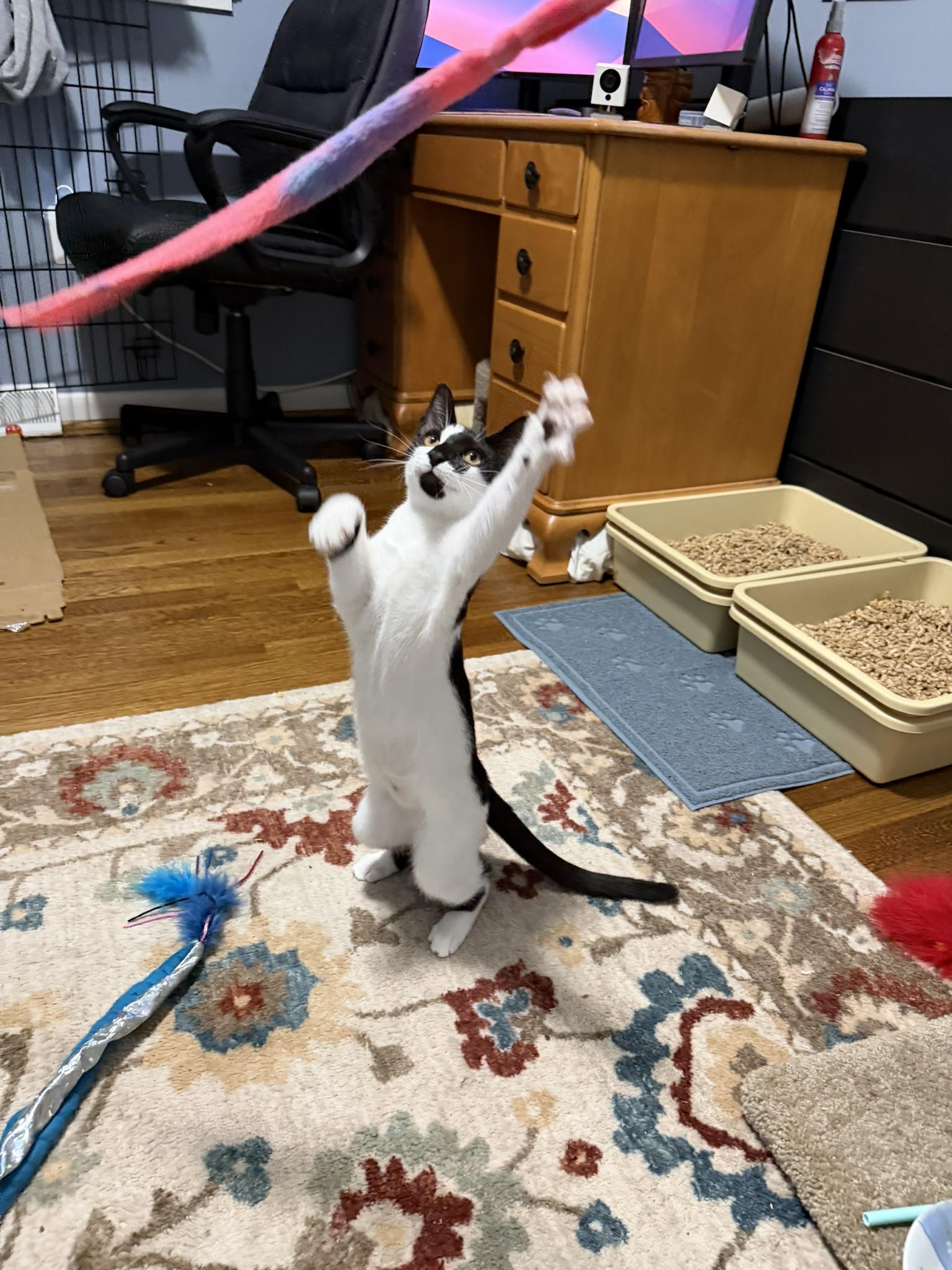 Enlarge Mama Pickle and Baby Yin Yang, a Adoptable Domestic Short Hair in Fairfax, VA image 5/6