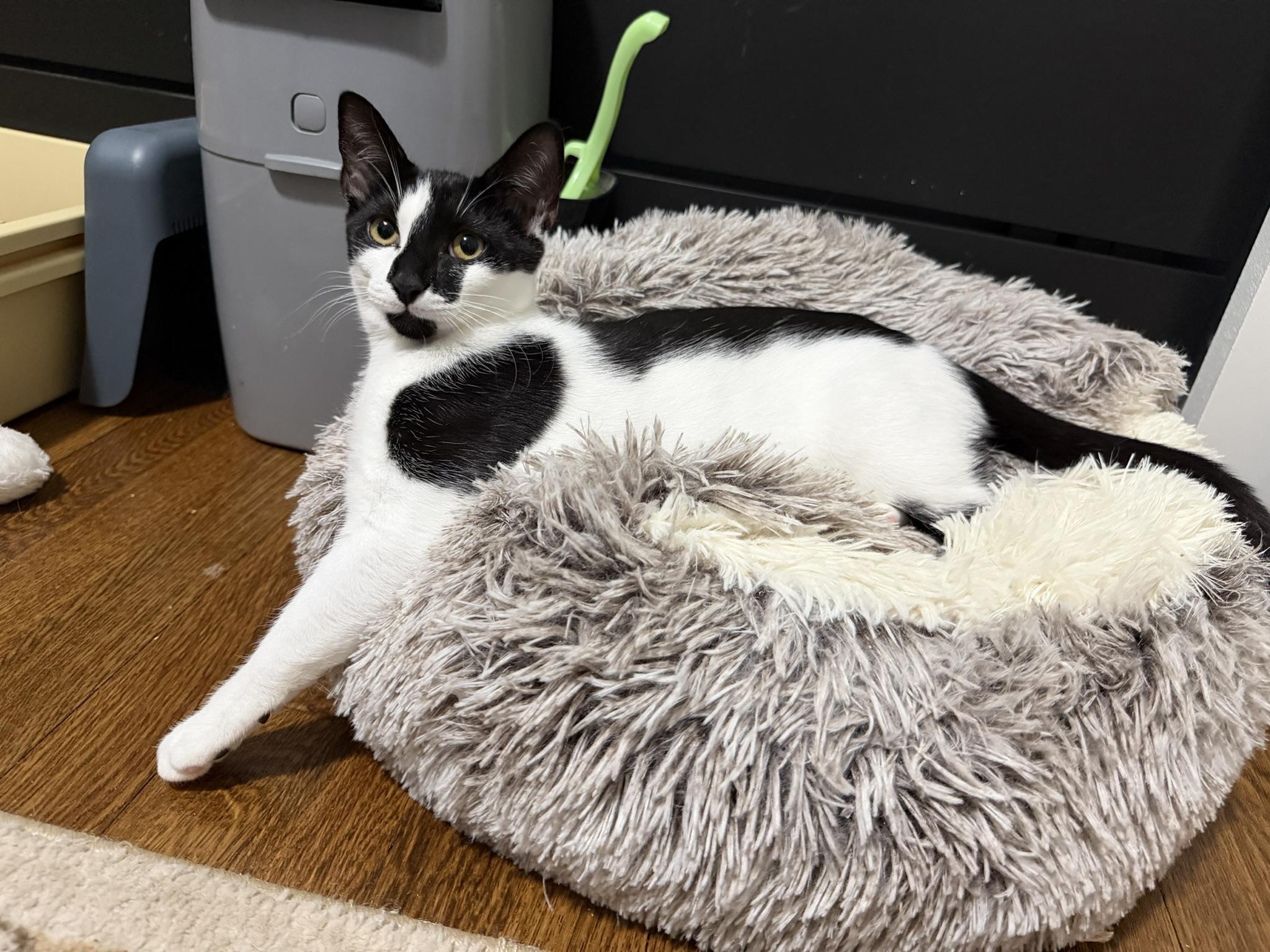 Enlarge Mama Pickle and Baby Yin Yang, a Adoptable Domestic Short Hair in Fairfax, VA image 4/6