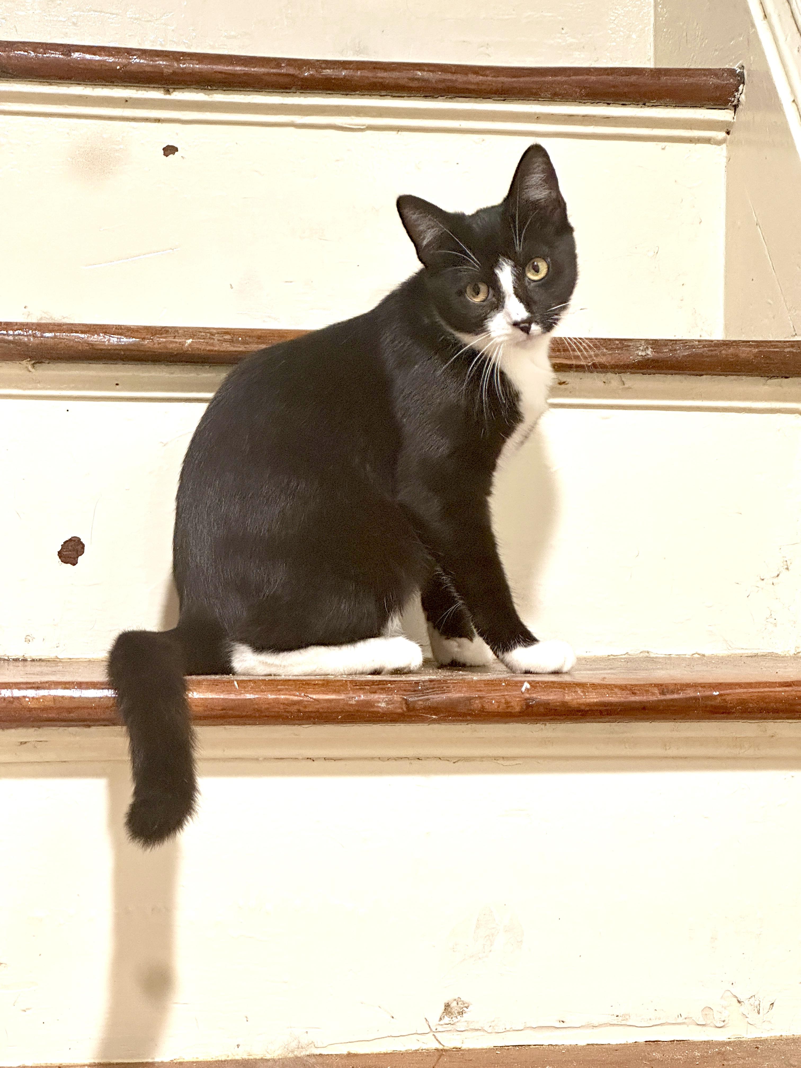 Popcorn: silly and playful tuxedo kitten, Adoptable, Young Female Domestic Short Hair.