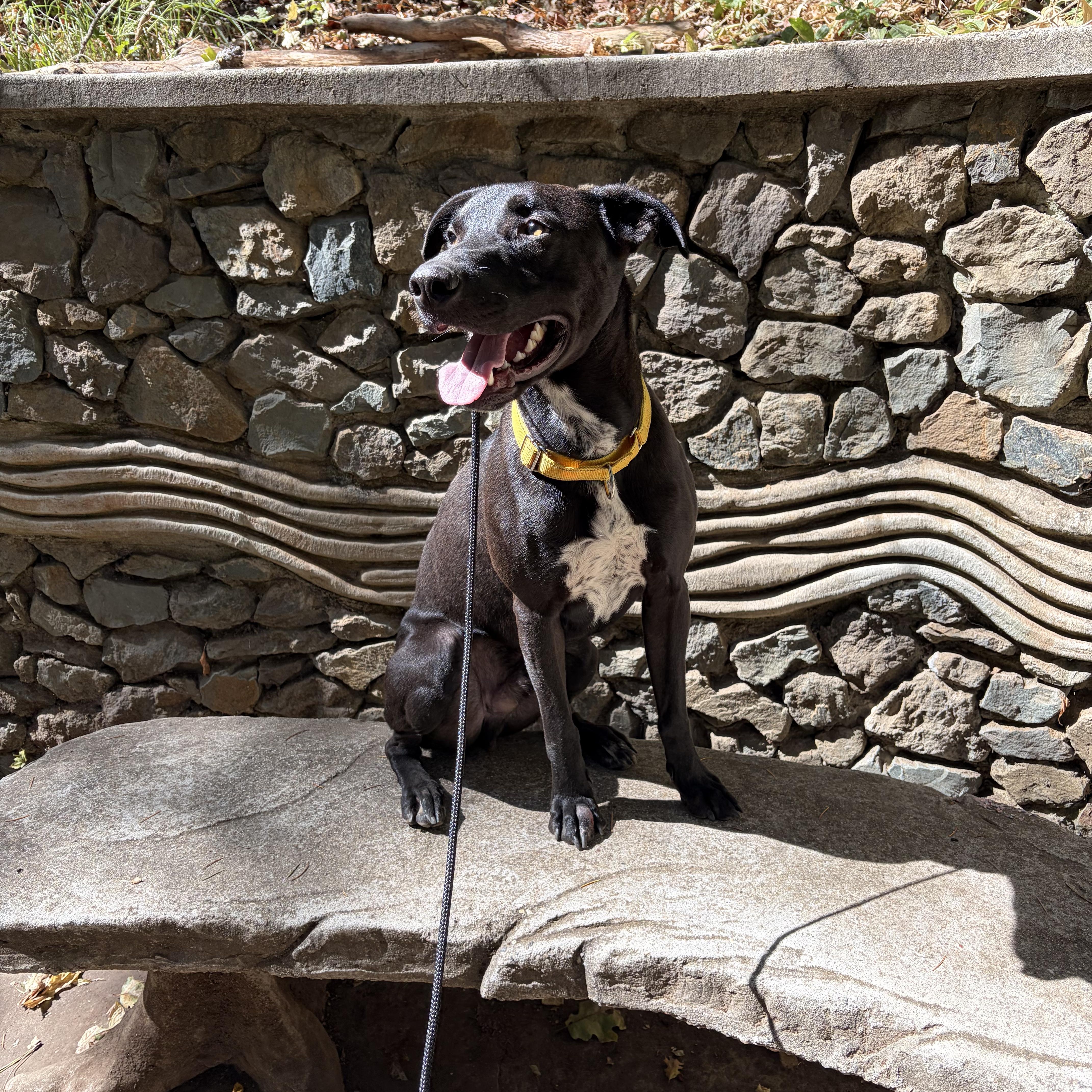 Nacho- Your Future Bestie, Adoptable, Adult Male Black Labrador Retriever.