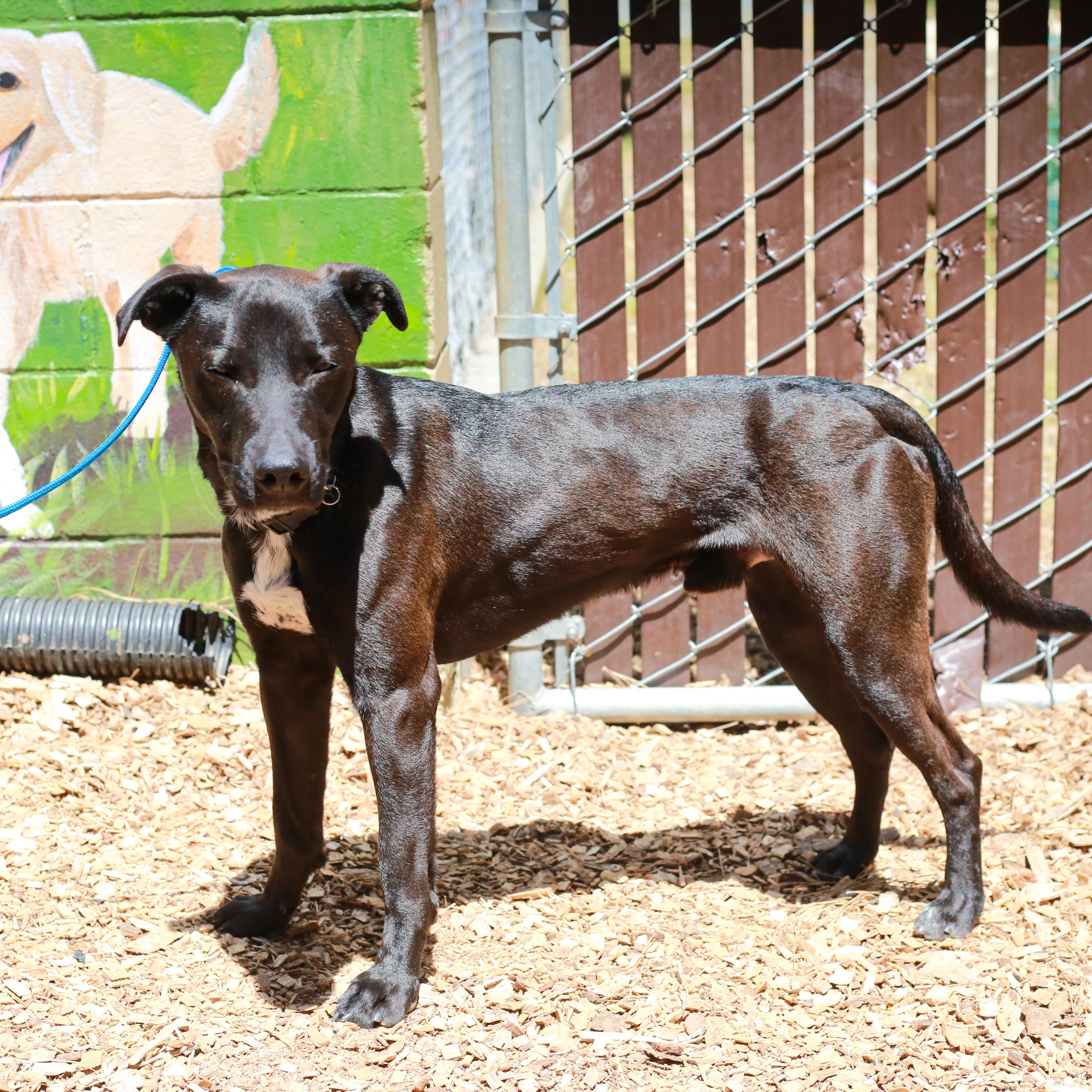 Nacho- Athlete, an adoptable mixed breed in Grass Valley, CA image 5/5
