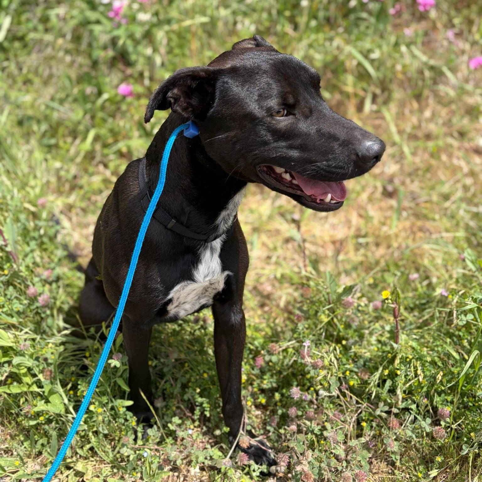 Enlarge Nacho- Goofball, an adoptable mixed breed in Grass Valley, CA image 2/3