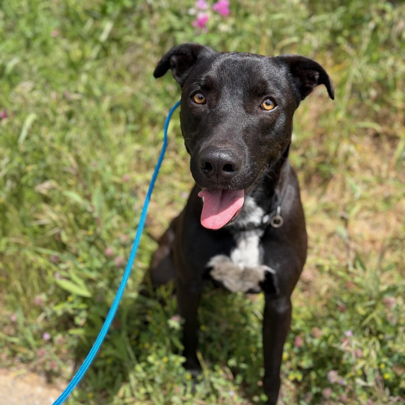 Nacho- Goofball, adoptable, Adult Male Black Labrador Retriever.