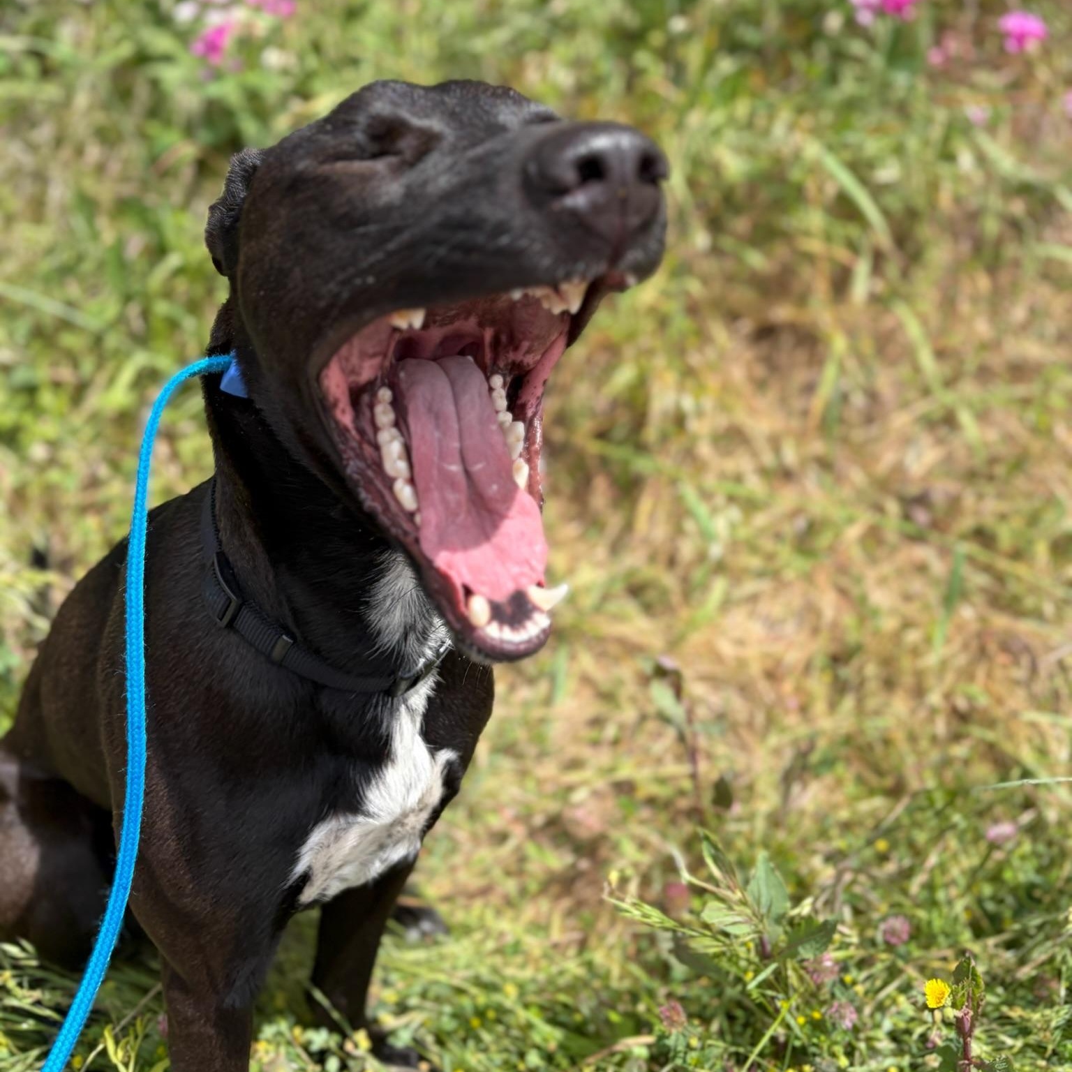 Enlarge Nacho- Goofball, an adoptable mixed breed in Grass Valley, CA image 3/3