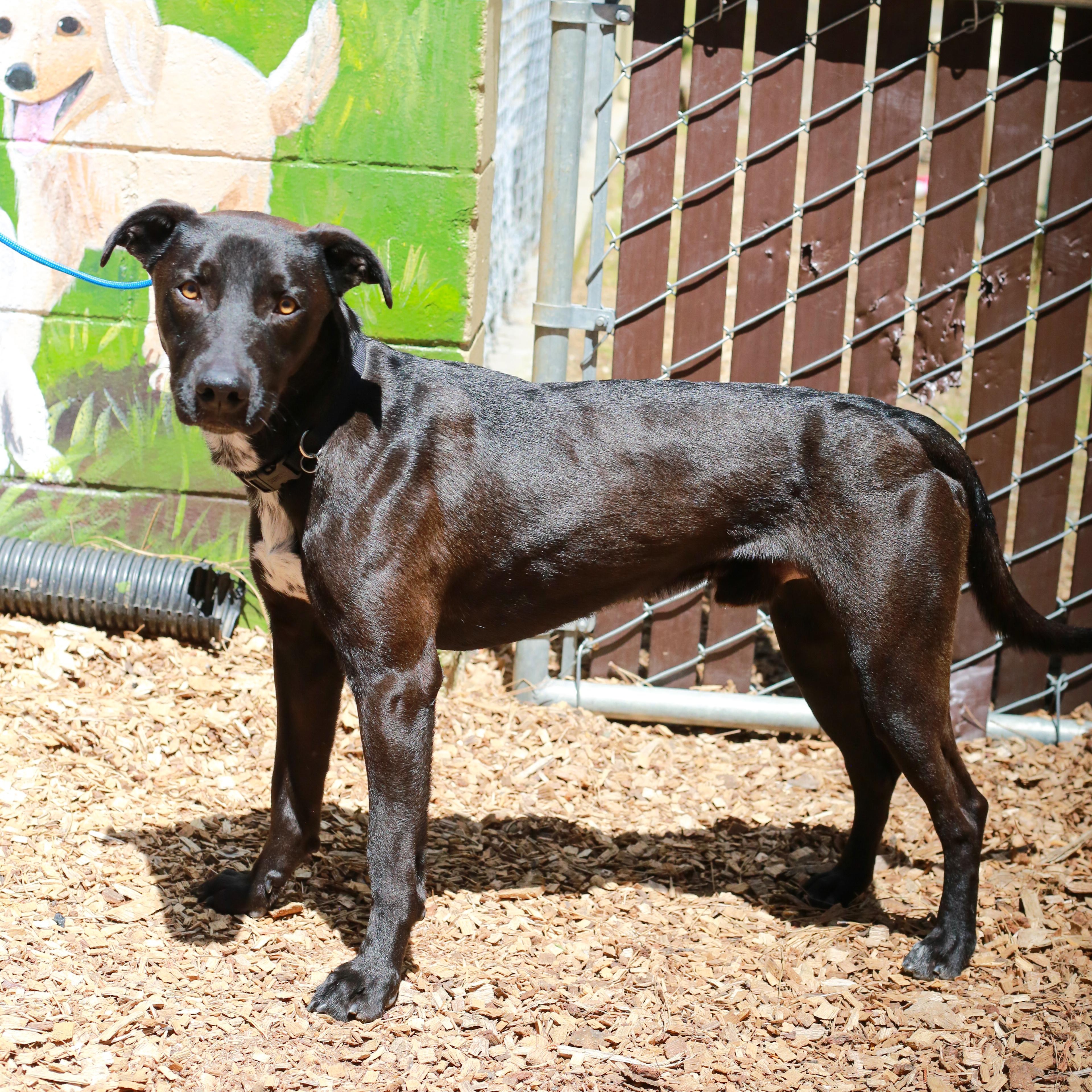 Nacho- Athlete, adoptable, Adult Male Black Labrador Retriever.