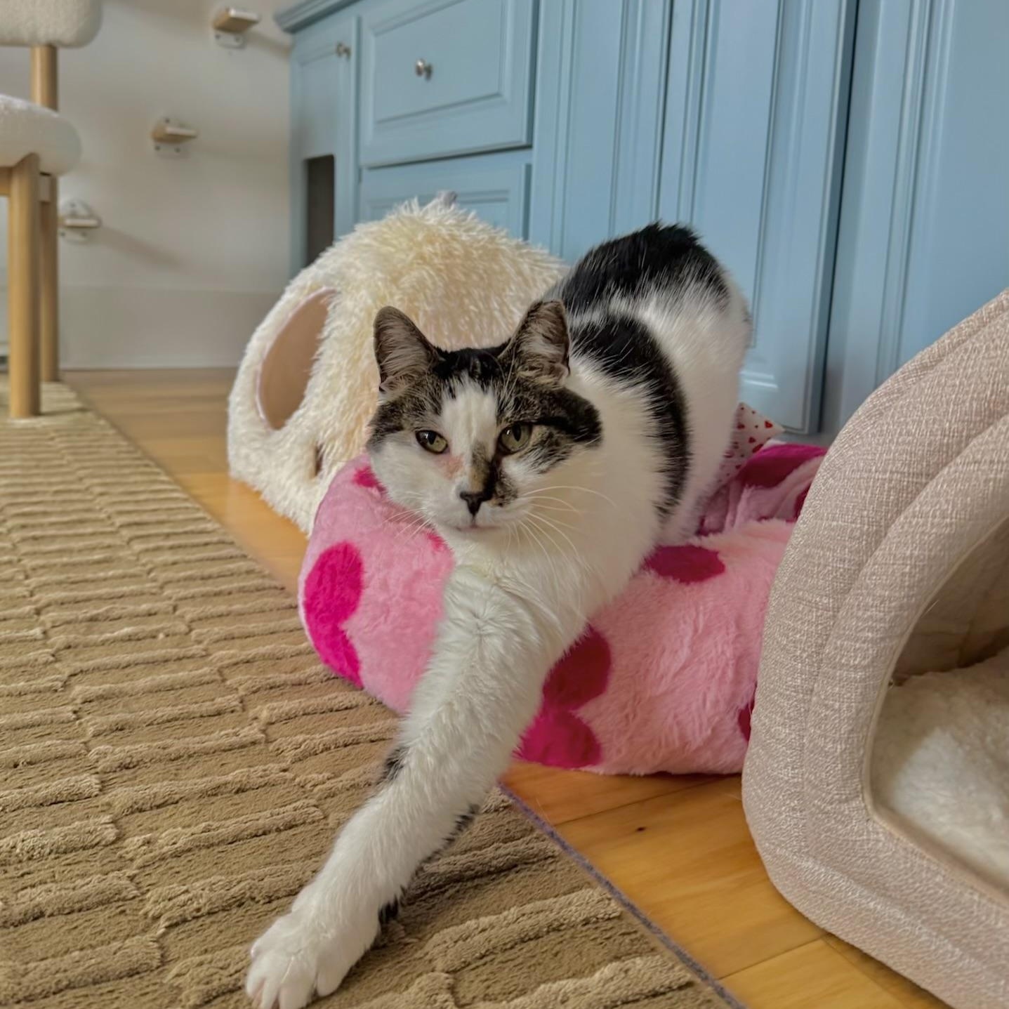 Enlarge Ghost and Sheldon, a Adoptable Domestic Short Hair in Ramsey, NJ image 1/5