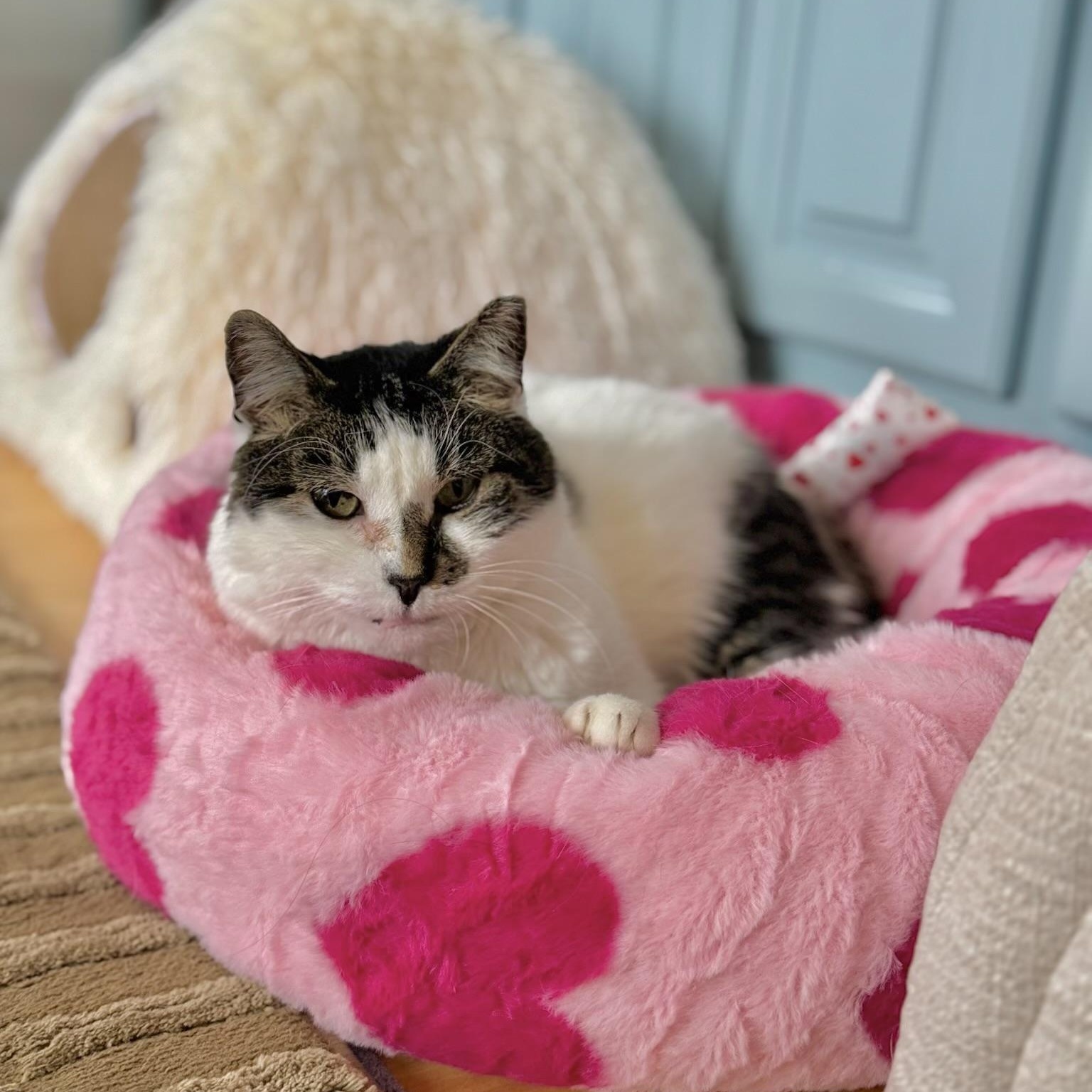 Enlarge Ghost and Sheldon, a Adoptable Domestic Short Hair in Ramsey, NJ image 2/5