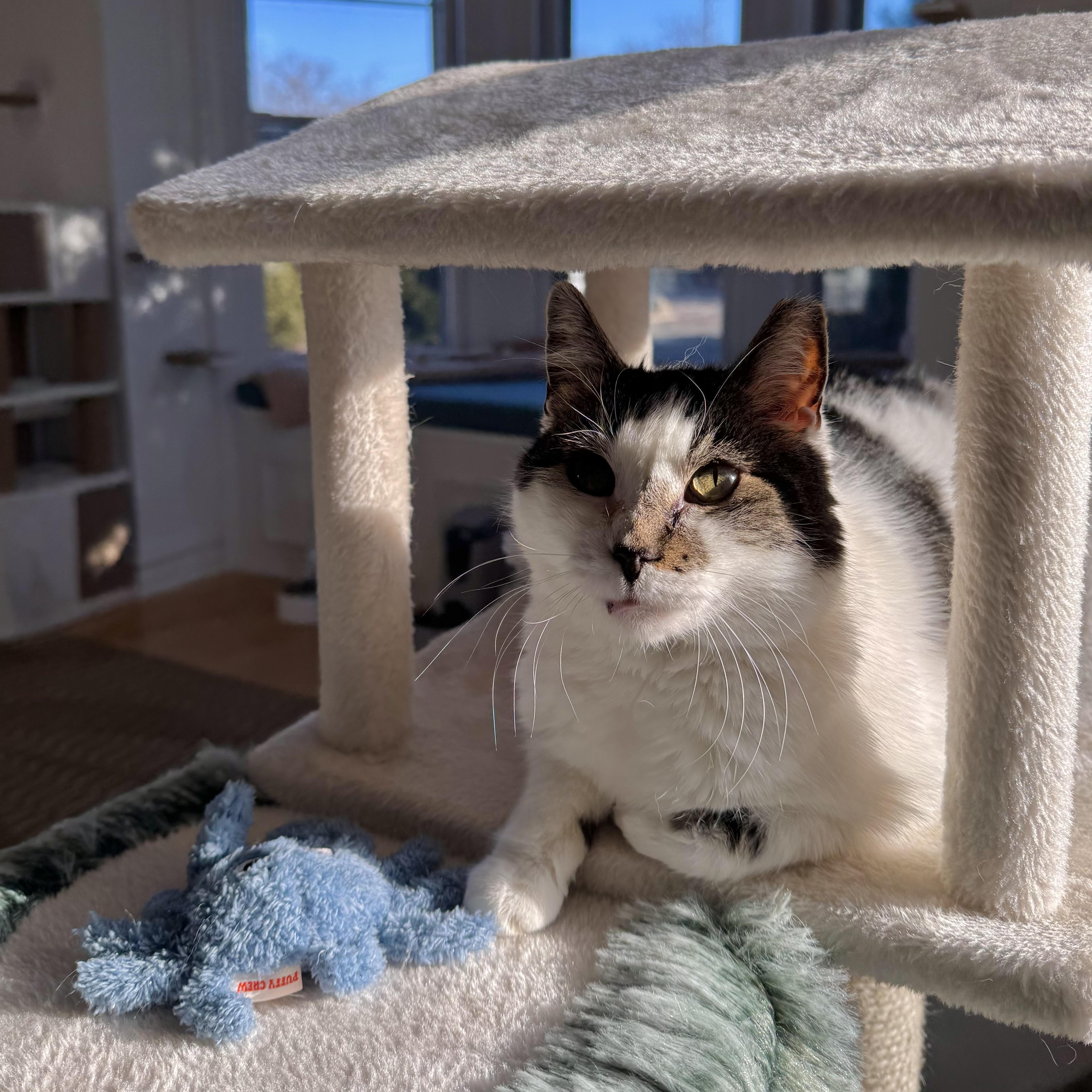 Enlarge Ghost and Sheldon, a Adoptable Domestic Short Hair in Ramsey, NJ image 3/5