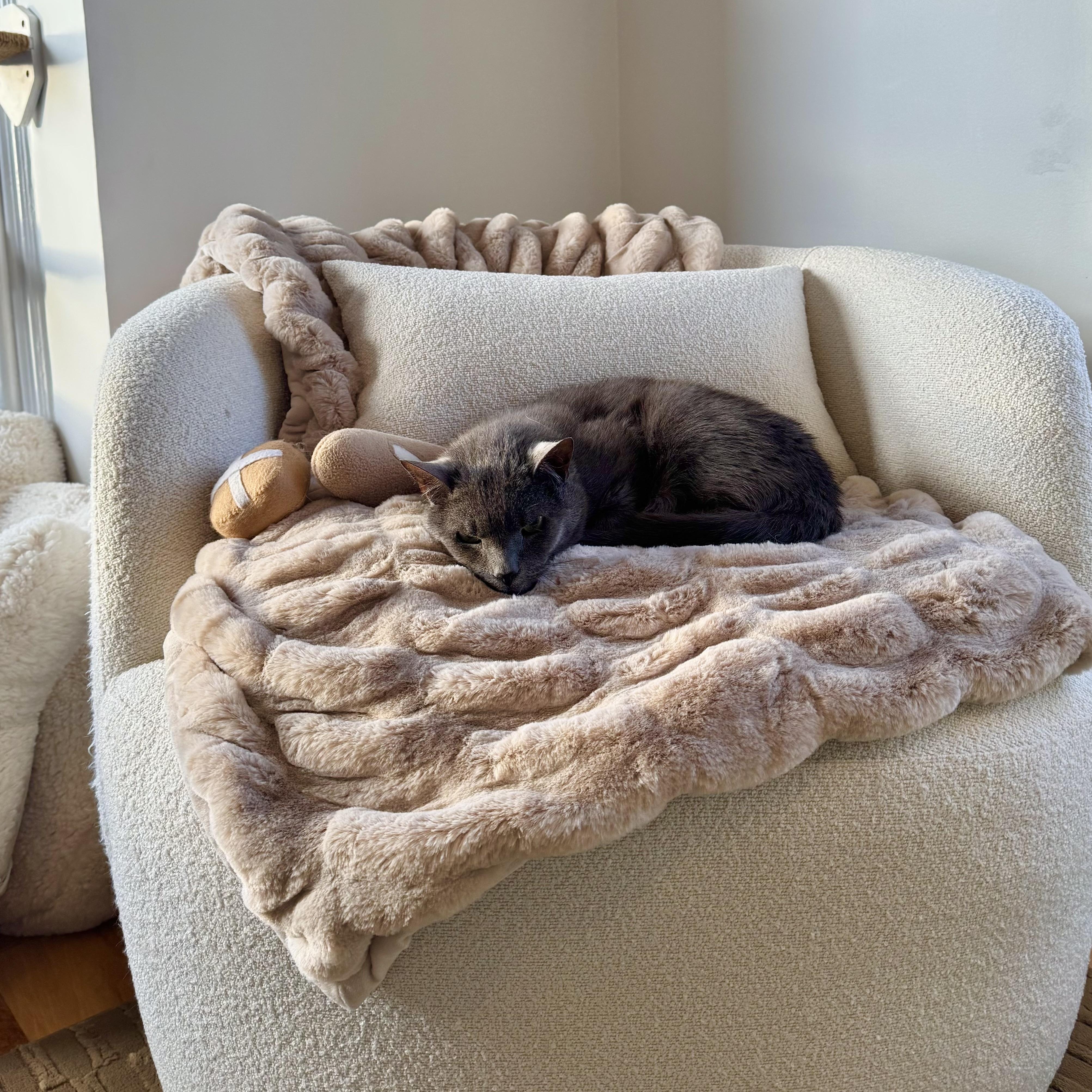 Enlarge Ghost and Sheldon, a Adoptable Domestic Short Hair in Ramsey, NJ image 4/5