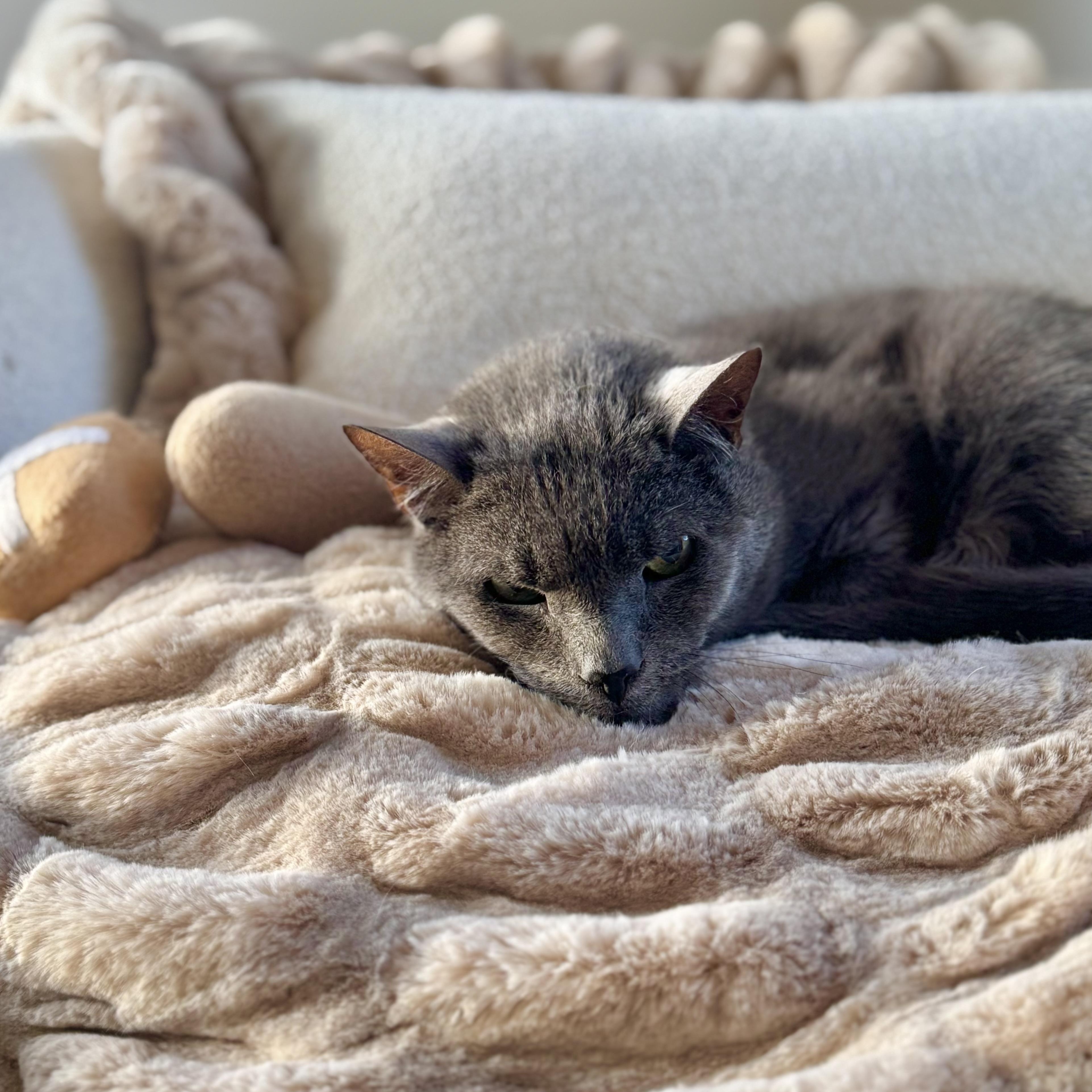 Enlarge Ghost and Sheldon, a Adoptable Domestic Short Hair in Ramsey, NJ image 5/5