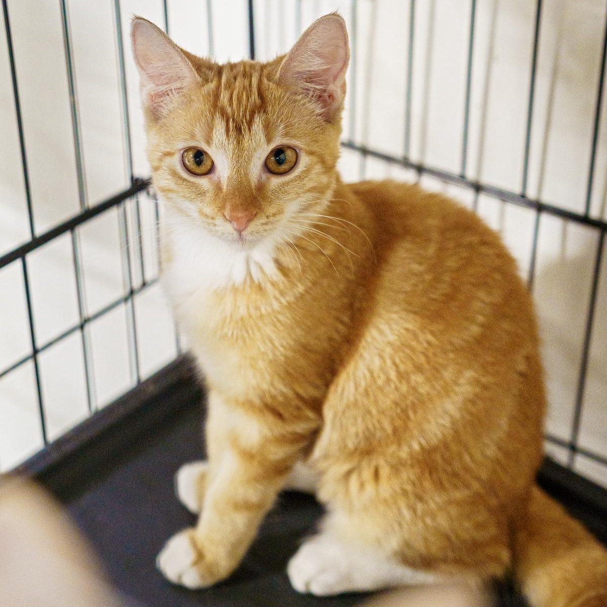 Toast, an adoptable Tabby in LAMPASAS, TX, 76550 | Photo Image 2