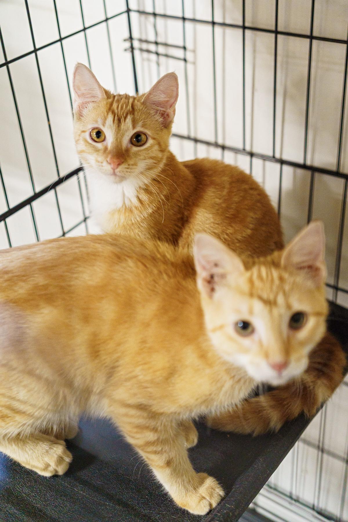 Toast, an adoptable Tabby in LAMPASAS, TX, 76550 | Photo Image 3