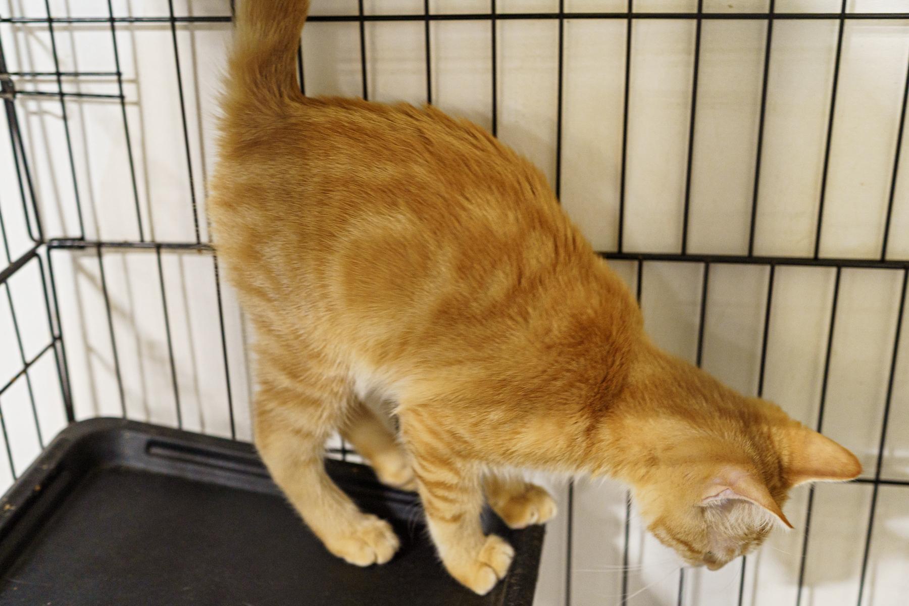 Toast, an adoptable Tabby in LAMPASAS, TX, 76550 | Photo Image 4