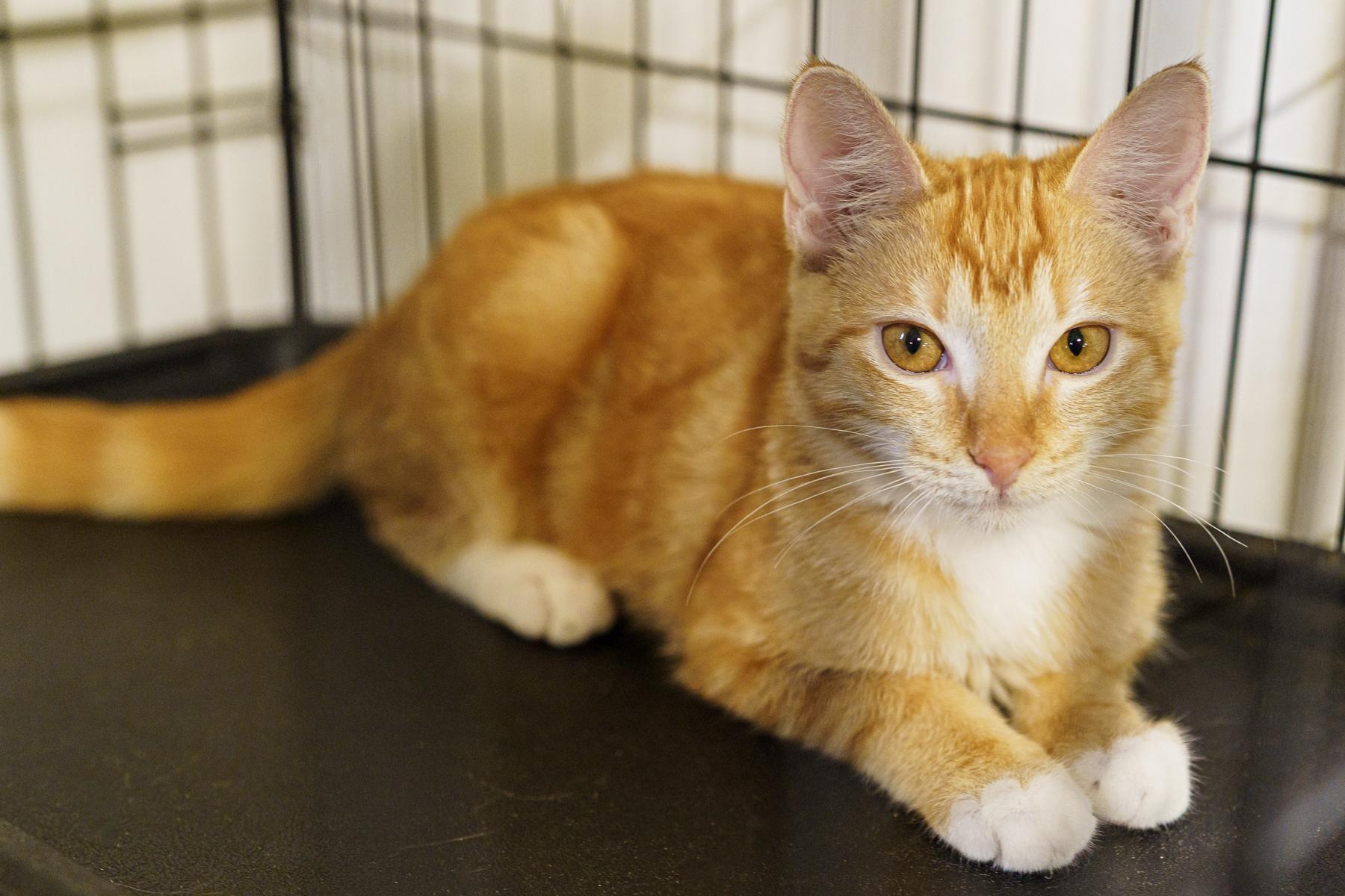 Toast, an adoptable Tabby in LAMPASAS, TX, 76550 | Photo Image 5