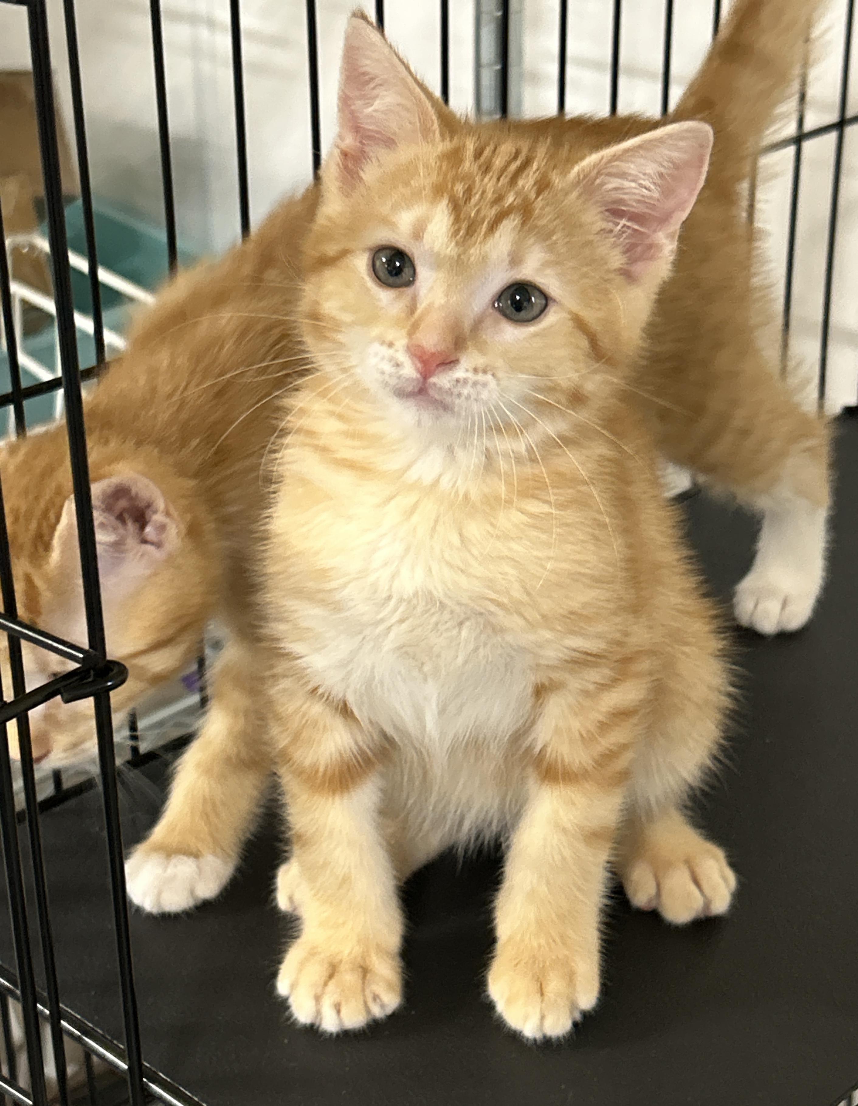 Toast, an adoptable Tabby in LAMPASAS, TX, 76550 | Photo Image 6