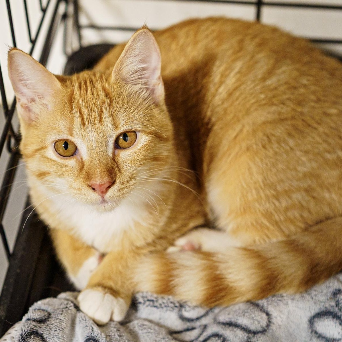 Toast, an adoptable Tabby in LAMPASAS, TX, 76550 | Photo Image 1