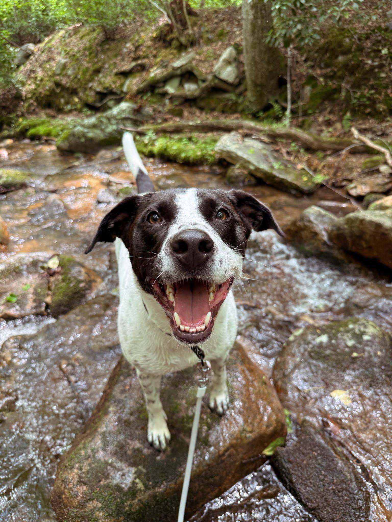 Luna, a Adoptable mixed breed in Arlington, VA image 2/3