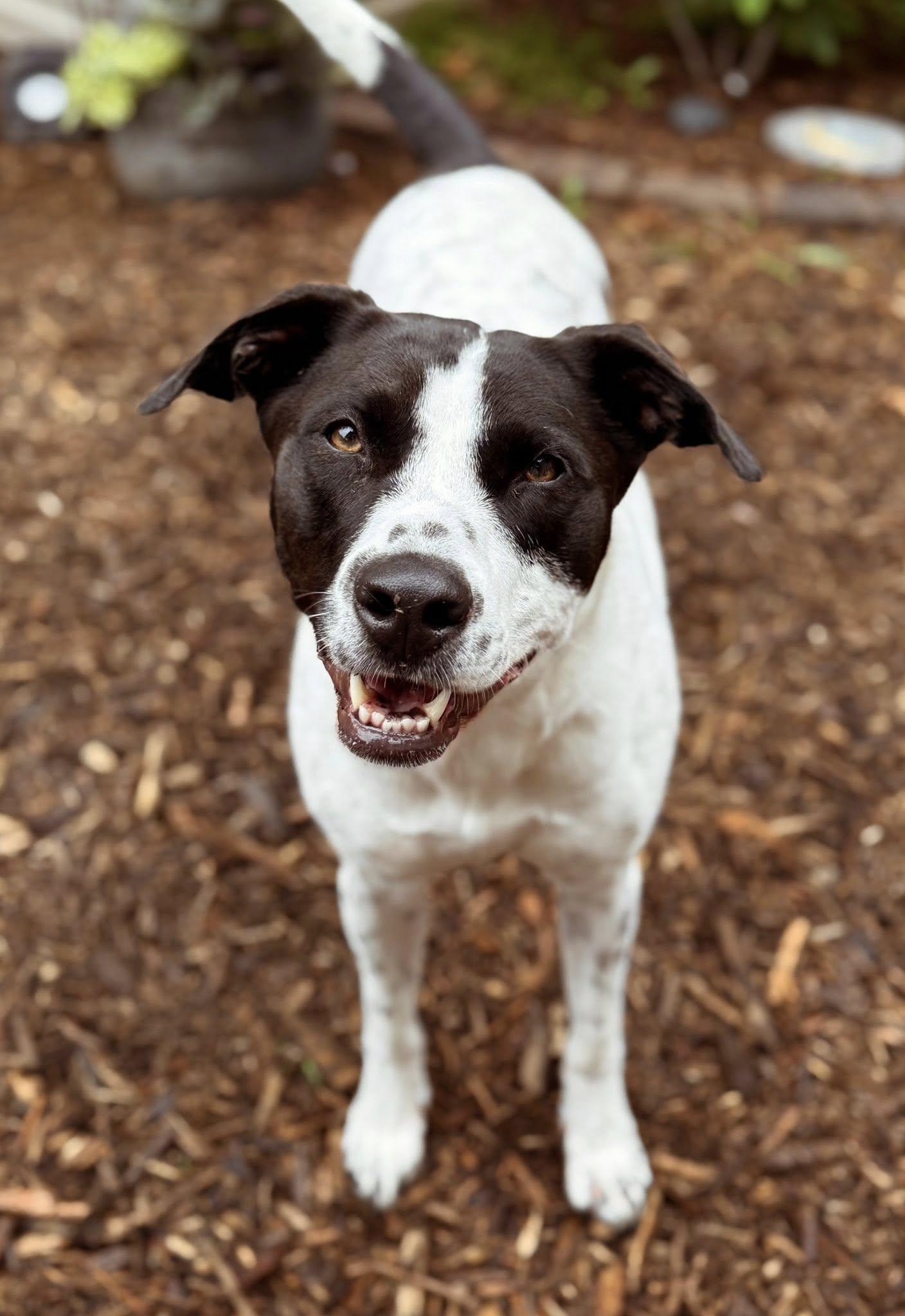 Luna, a Adoptable mixed breed in Arlington, VA image 3/3