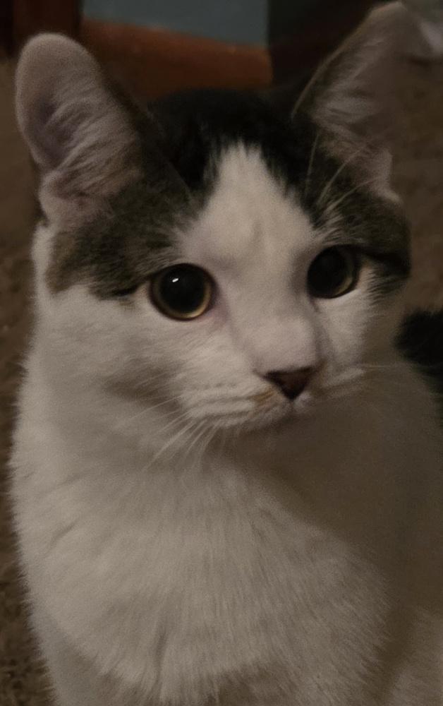 AC Bumblebee, Adoptable, Kitten Male Domestic Short Hair.