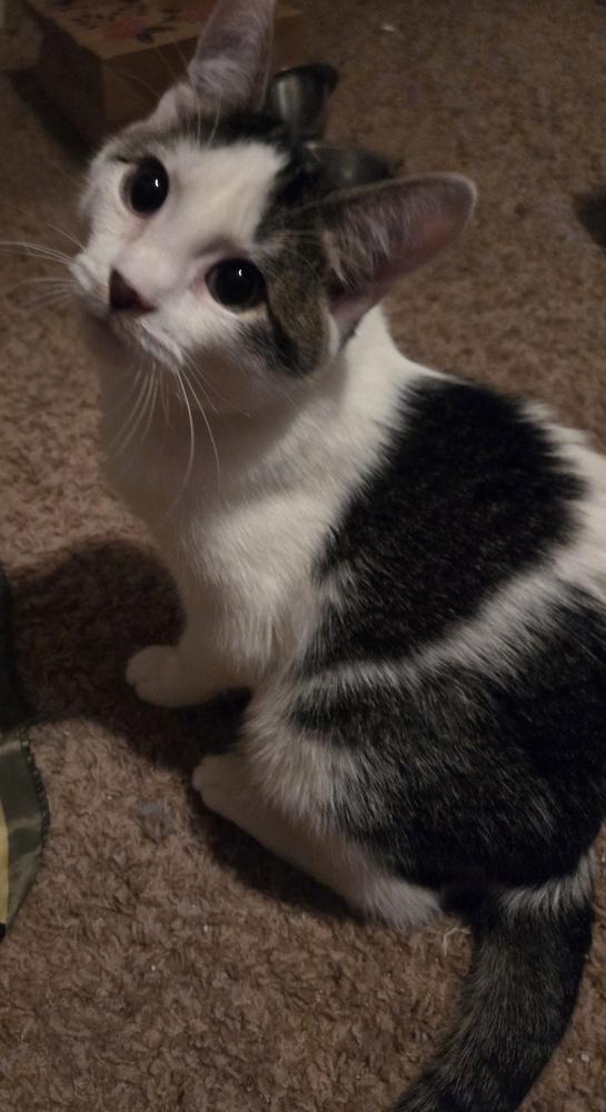 Enlarge AC Bumblebee, a Adoptable Domestic Short Hair in Fremont, NE image 2/2