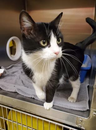 Lanova, Adoptable, Adult Female Domestic Medium Hair & Domestic Short Hair.