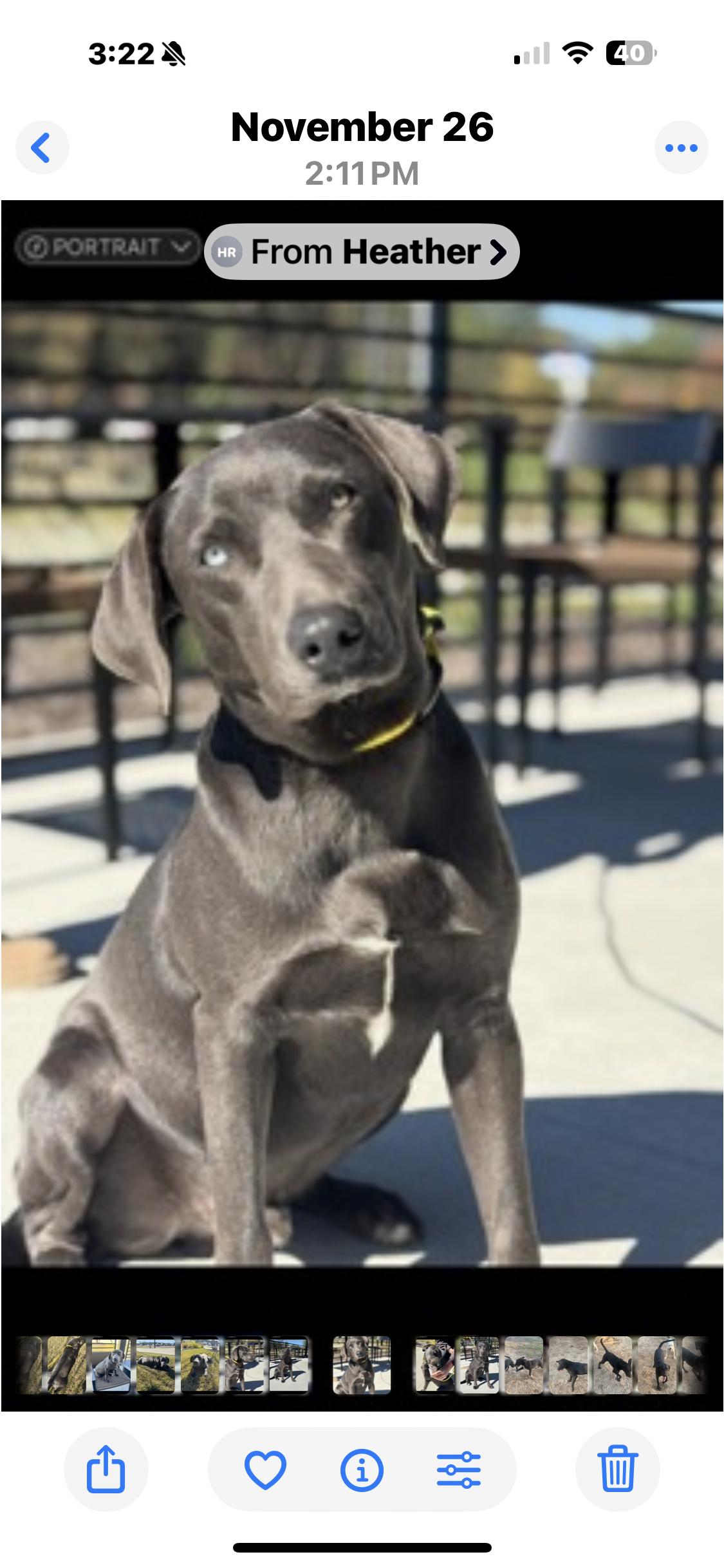 Enlarge Houston, an adopted Labrador Retriever in Atlanta, TX image 1/1