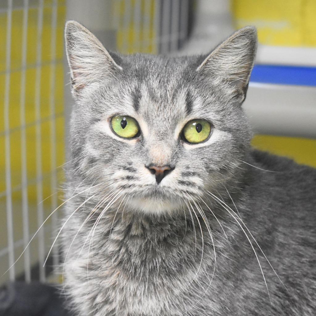 Enlarge Star, a Adoptable mixed breed in Saint Petersburg, FL image 1/1